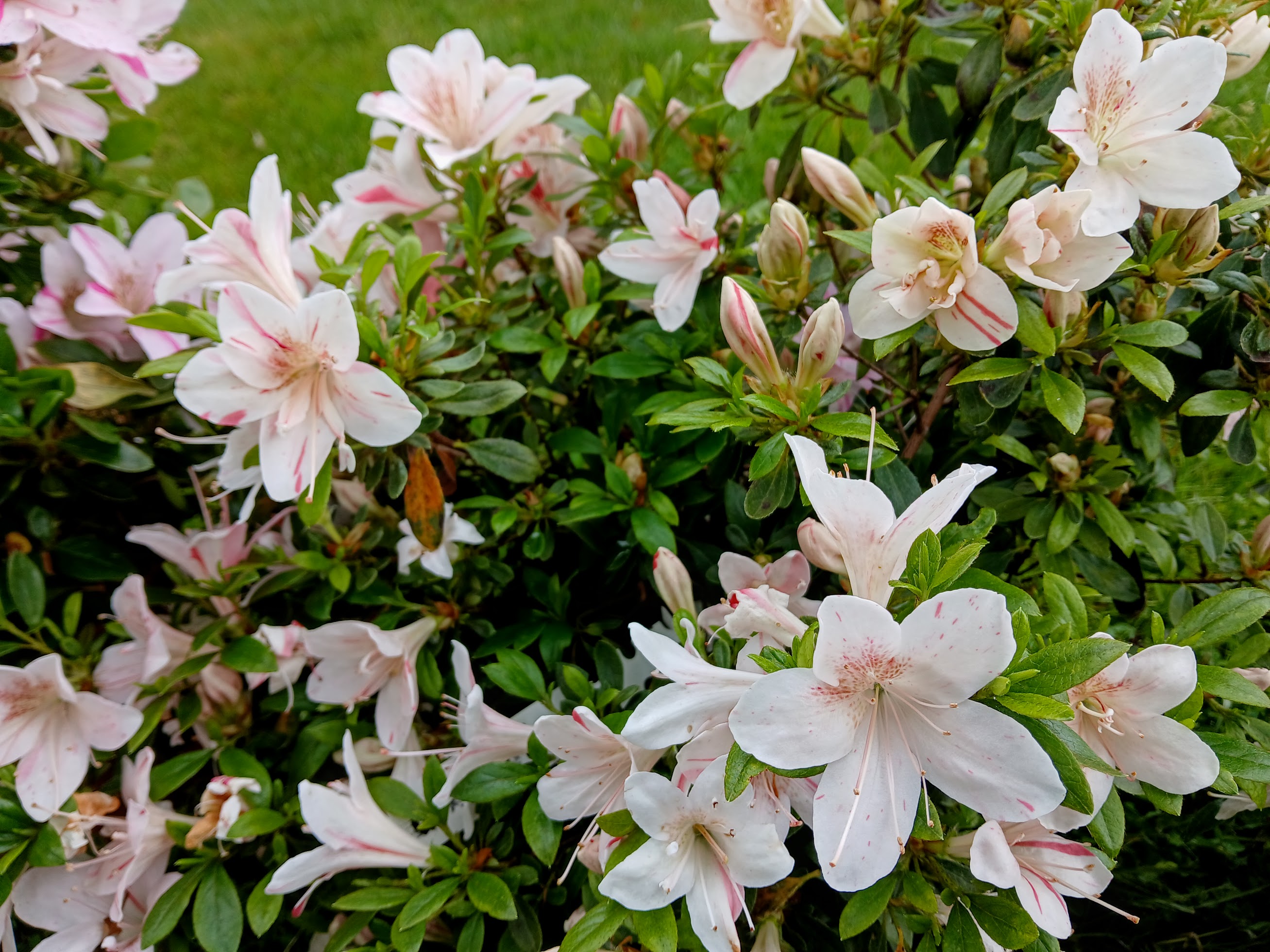 uWi6 Nijland azalea flowers