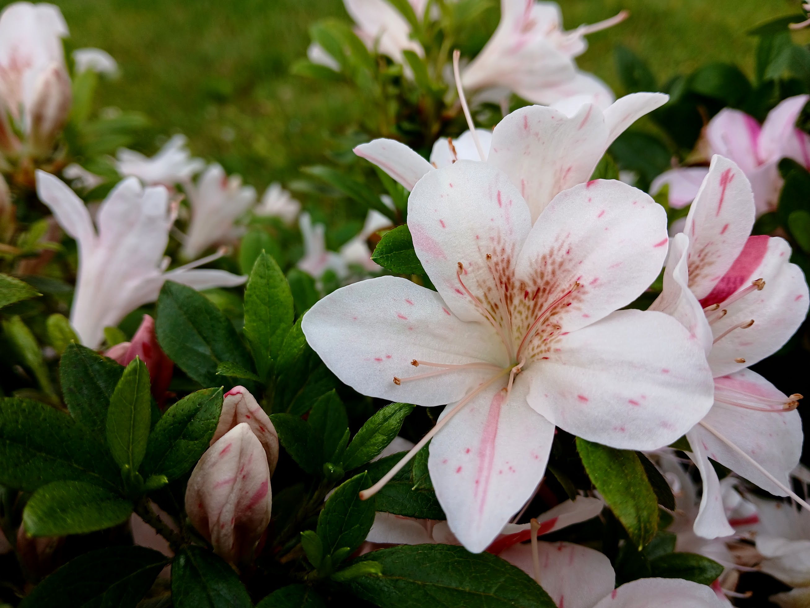 uWi6 Nijland azalea flowers