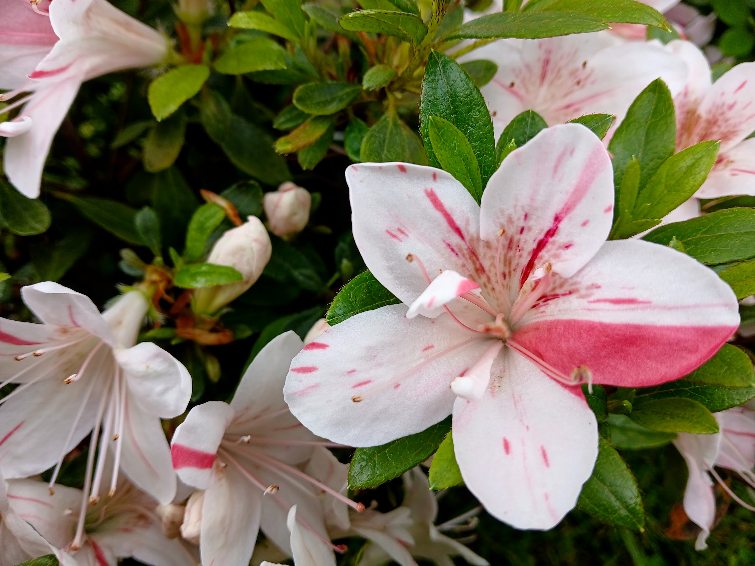 uWi6 Nijland azalea flowers