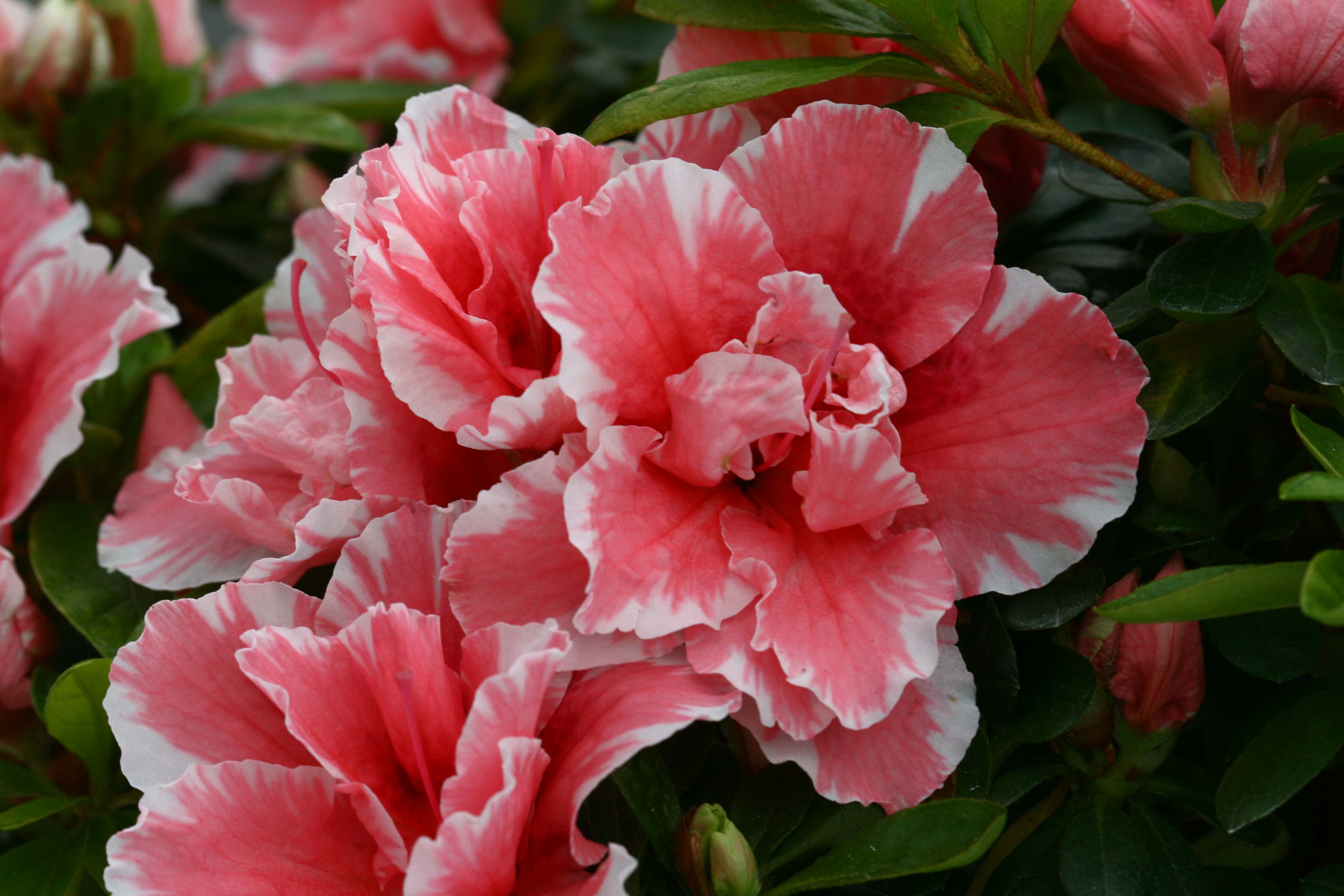 Madame Auguste Haerens Belgian indica azalea flowers