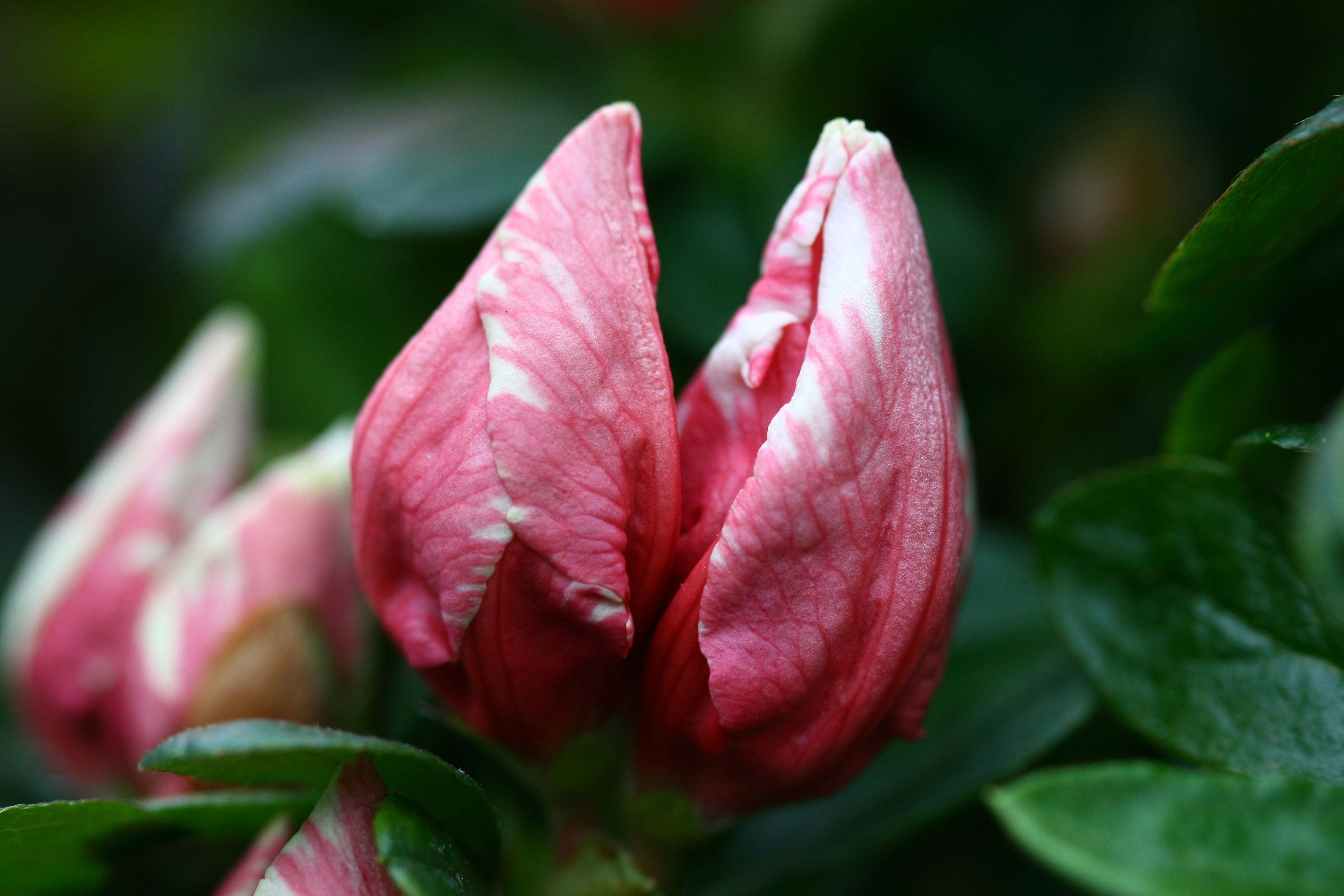 Madame Auguste Haerens Belgian indica azalea flowers