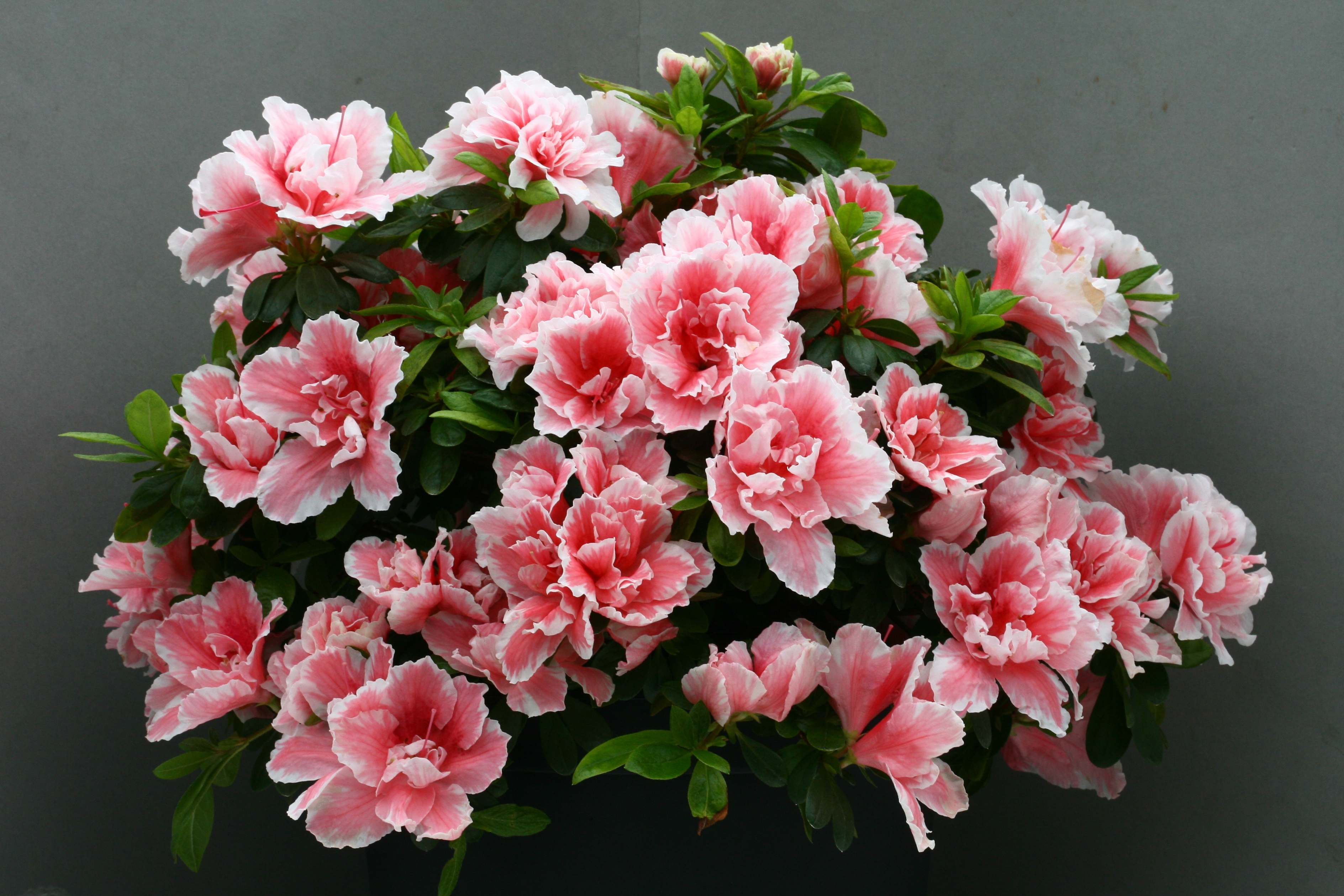Madame Auguste Haerens Belgian indica azalea flowers