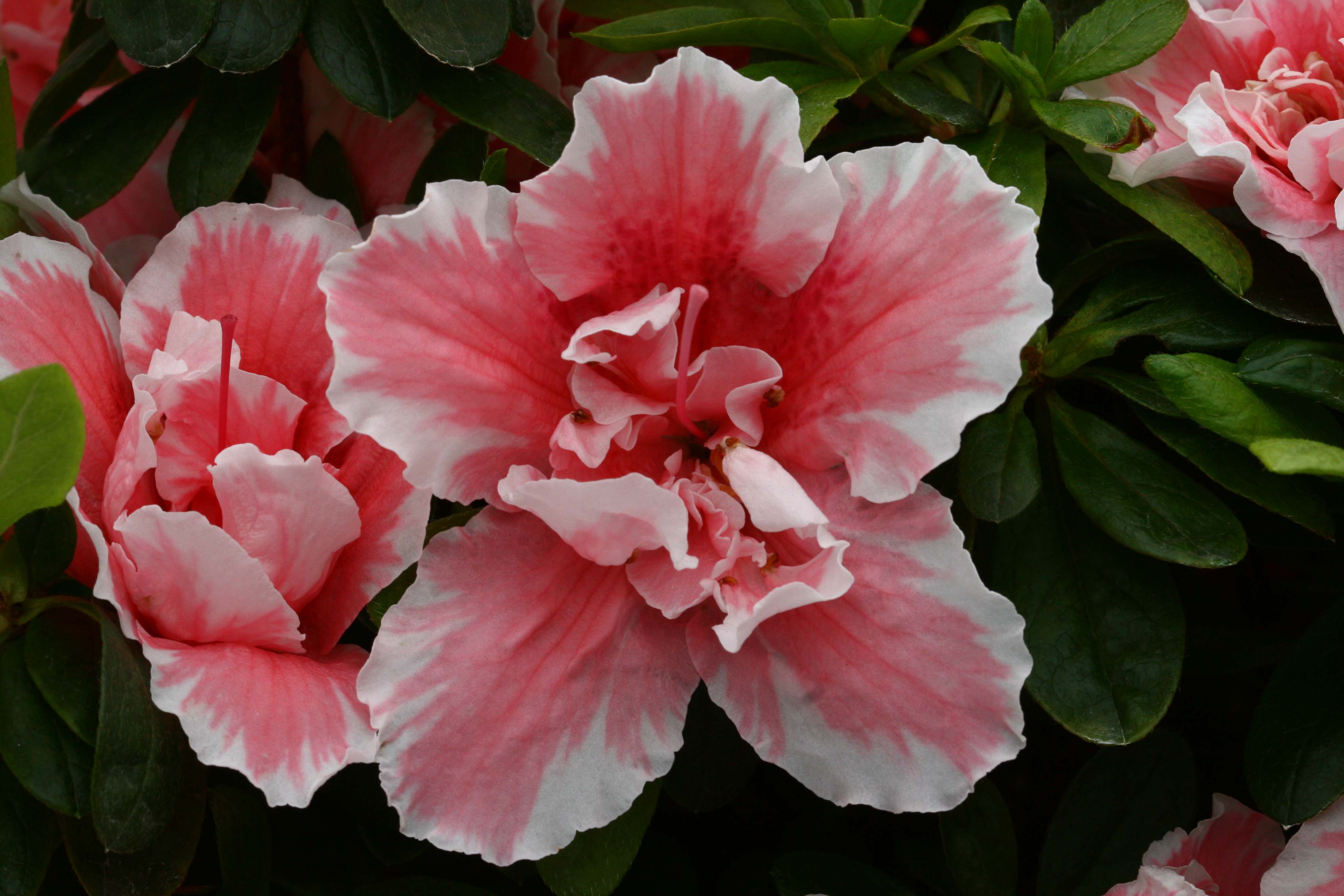 Madame Auguste Haerens Belgian indica azalea flowers