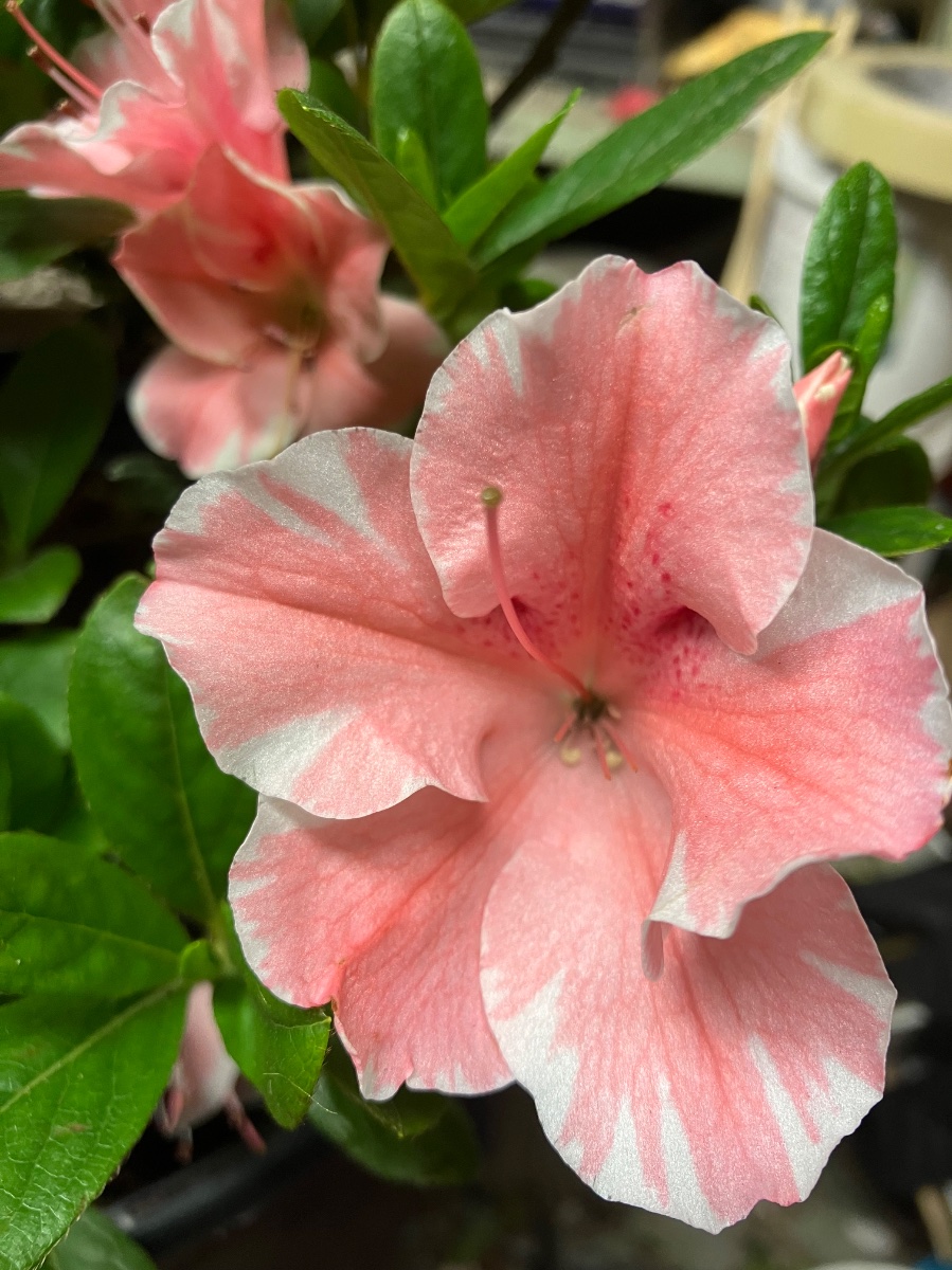 Autumn Sunburst Encore azalea flowers