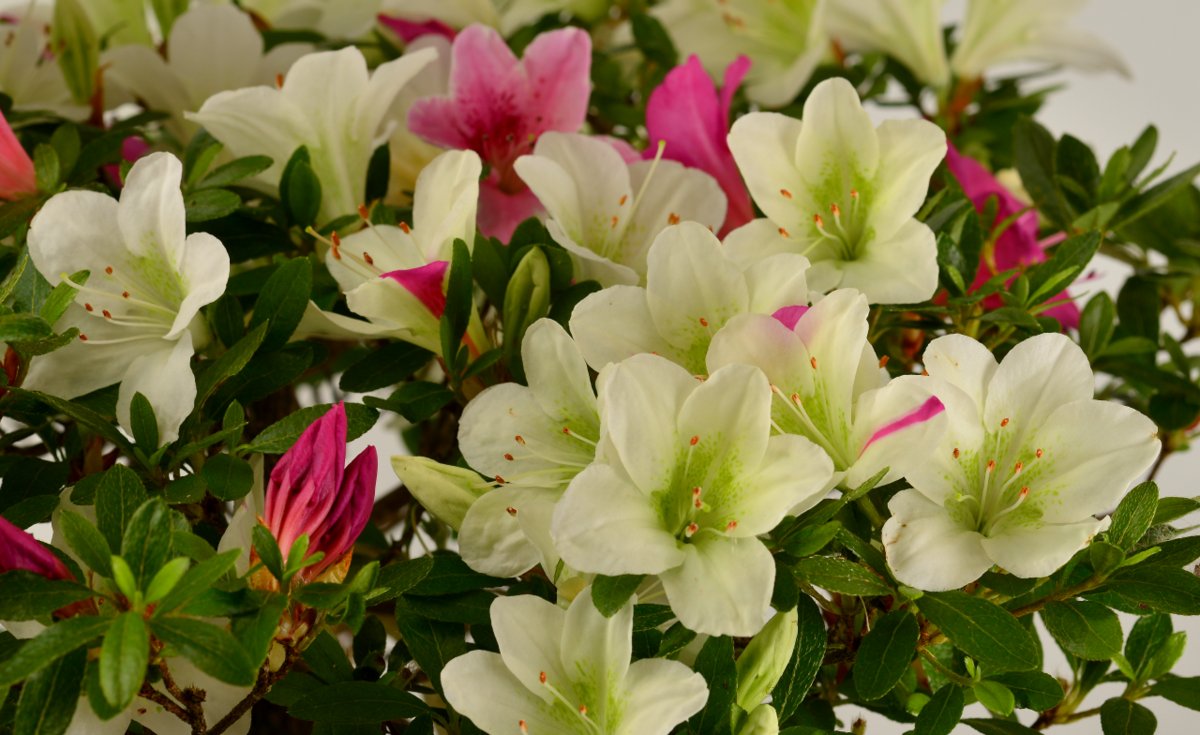 Chiharu satsuki azalea flowers