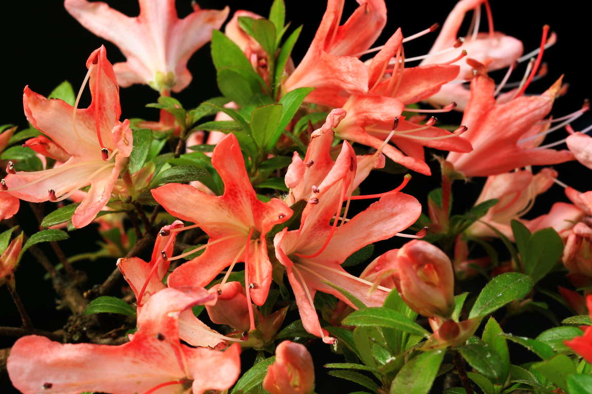 Yata-no-Sai satsuki azalea flowers