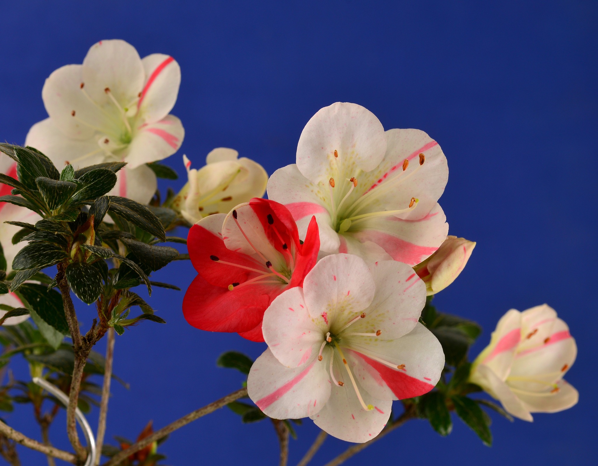 Hibainishiki satsuki azalea flowers