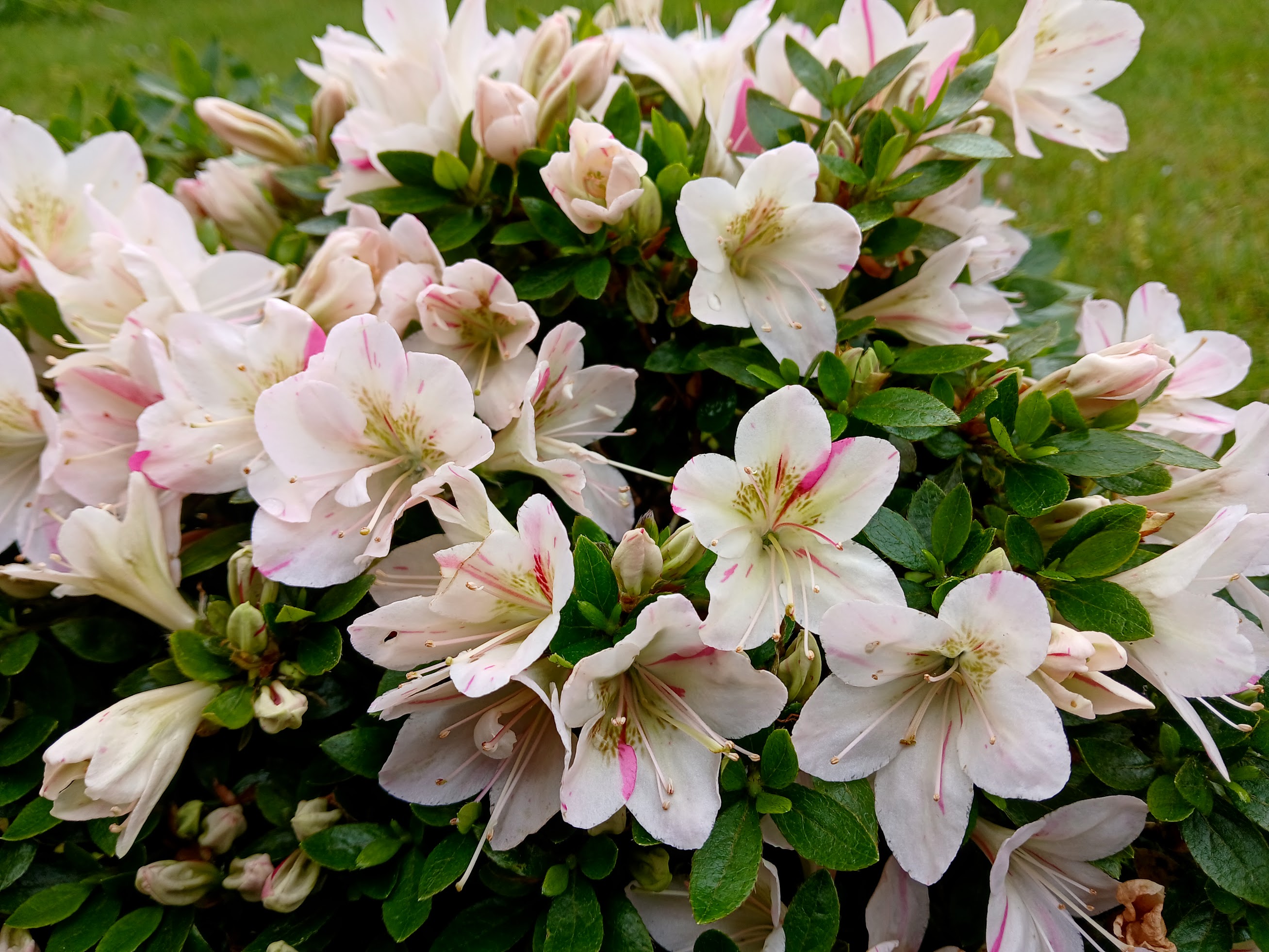 uxe1 Nijland azalea flowers