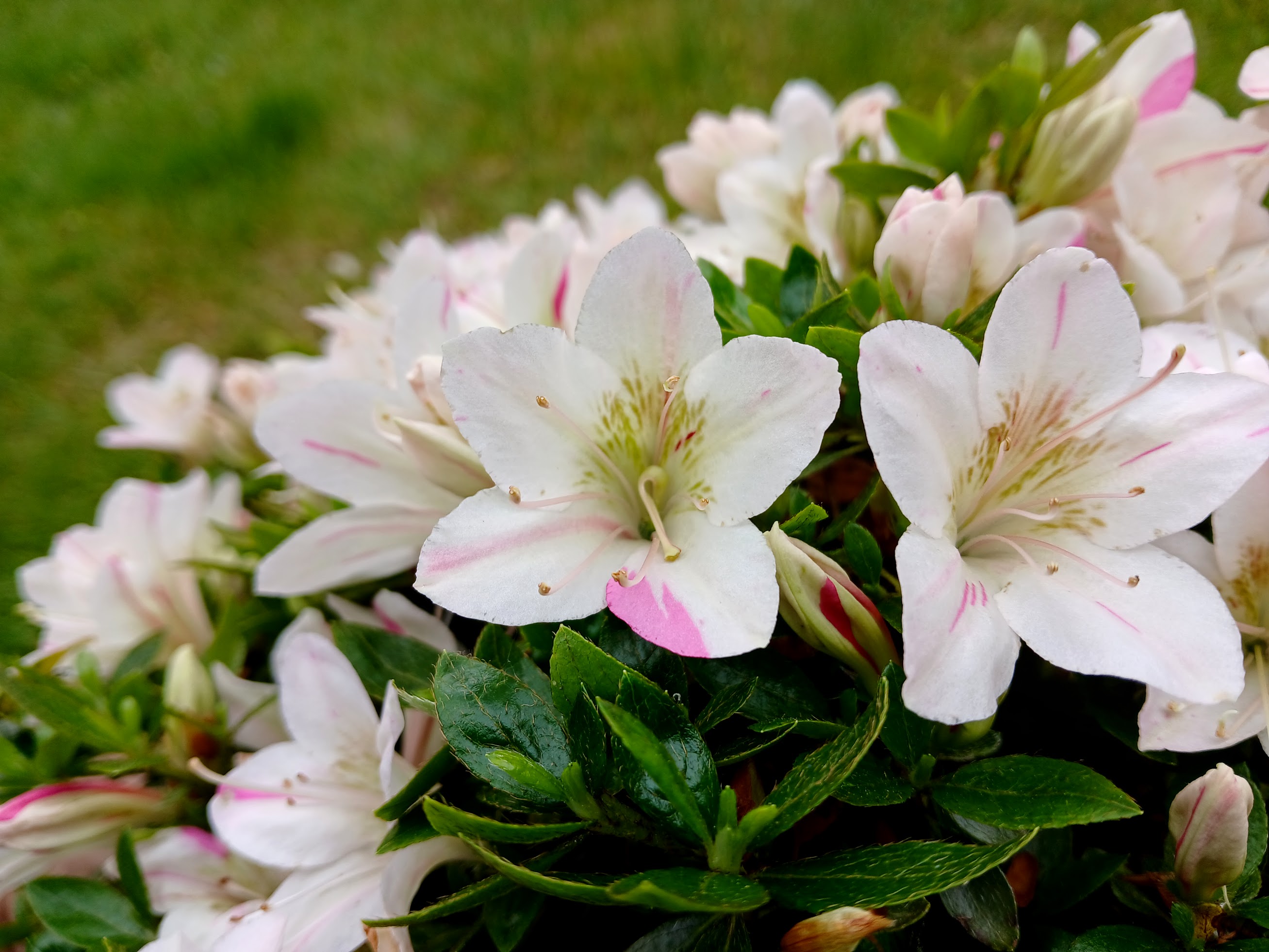 uxe1 Nijland azalea flowers