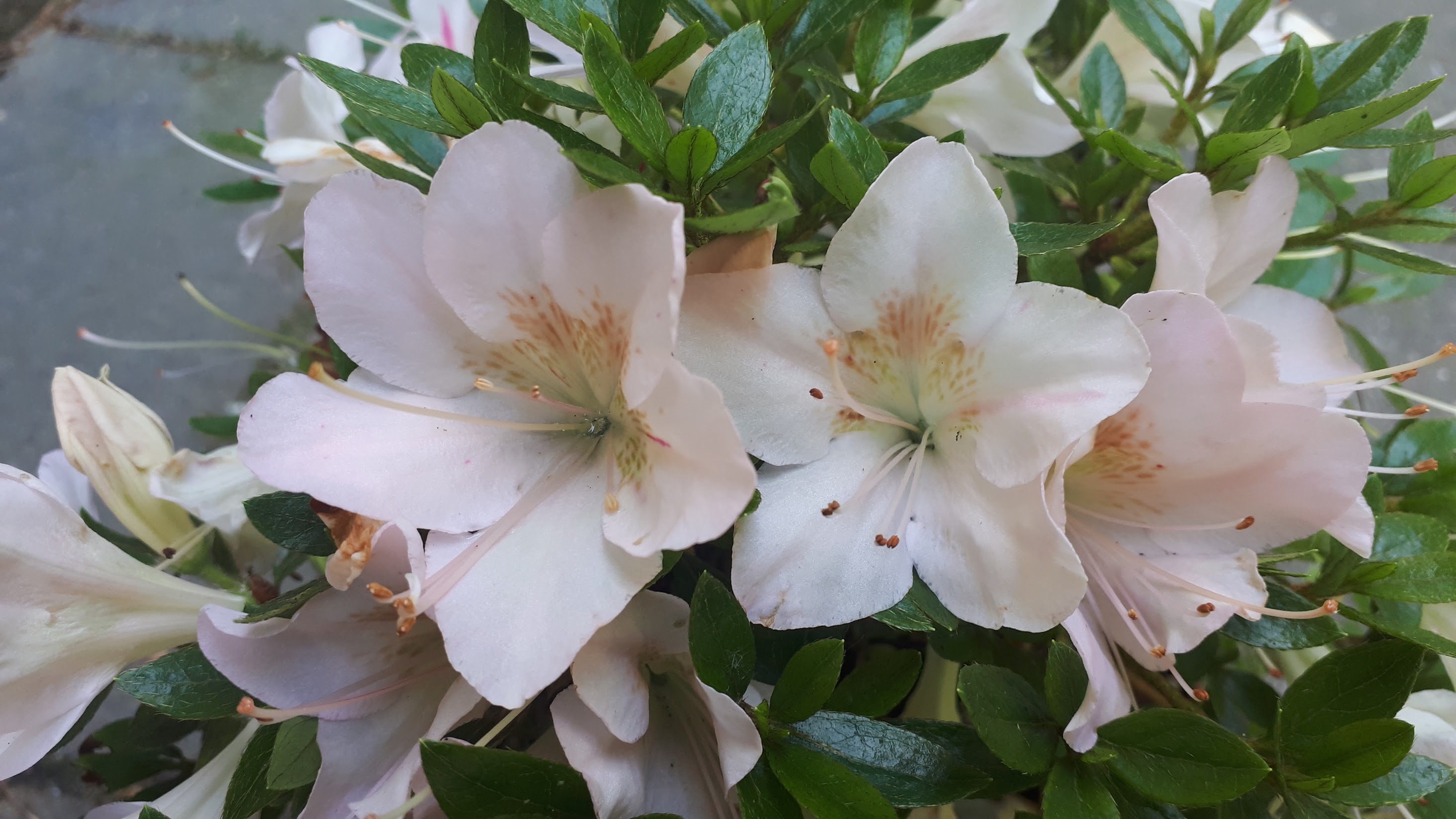 uxe1 Nijland azalea flowers