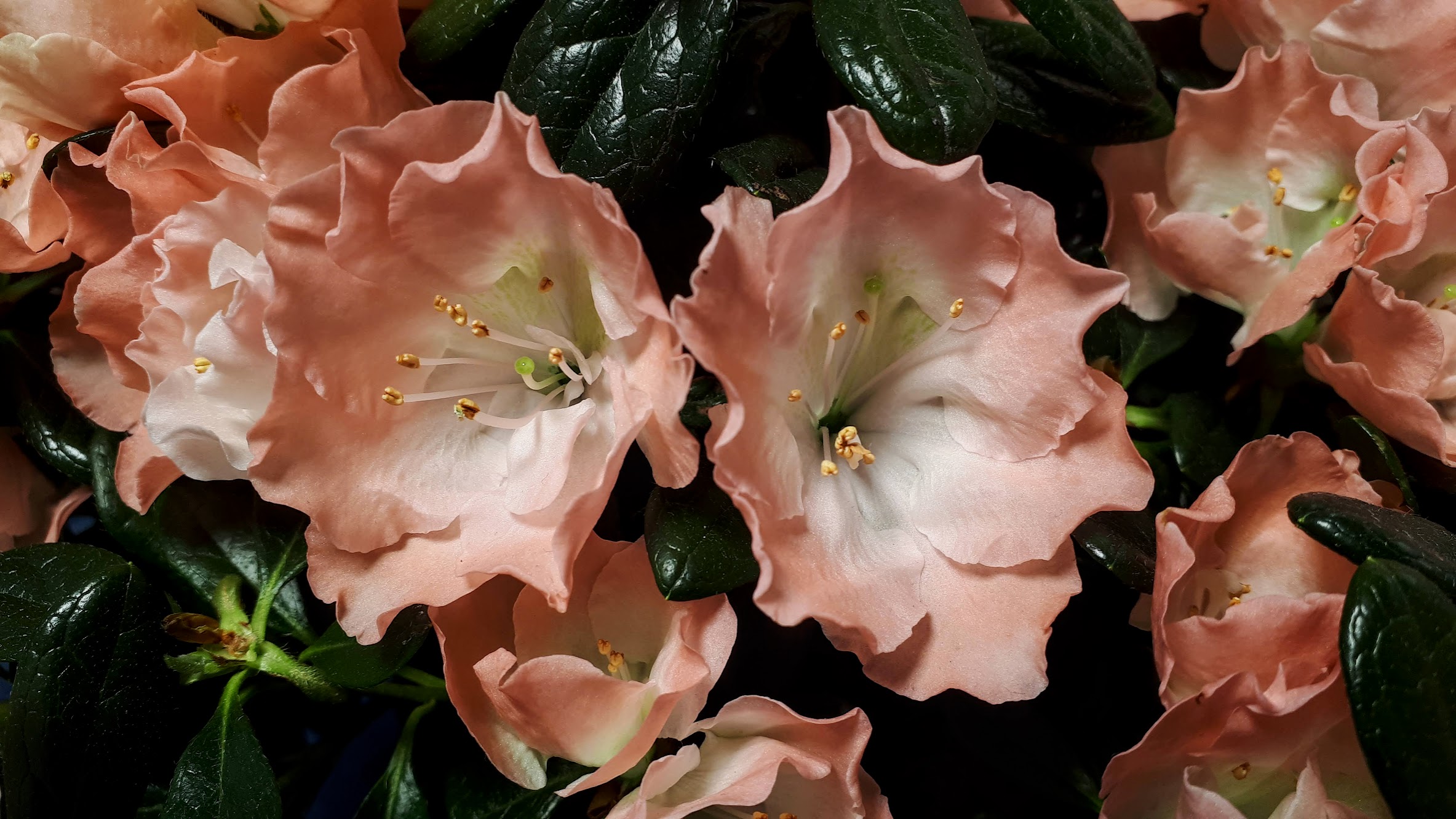Toshi London Belgian indica azalea flowers