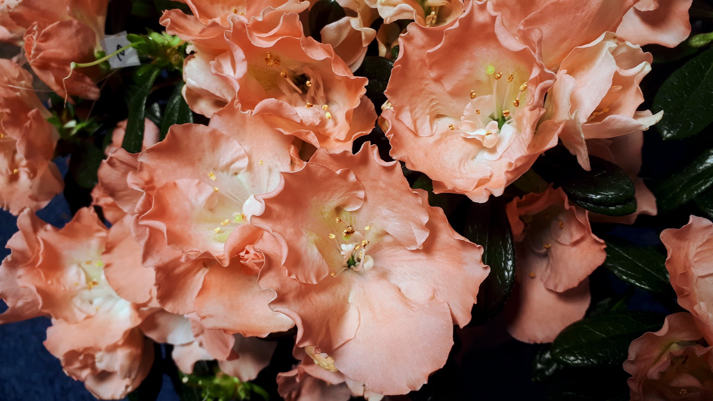 Toshi London Belgian indica azalea flowers