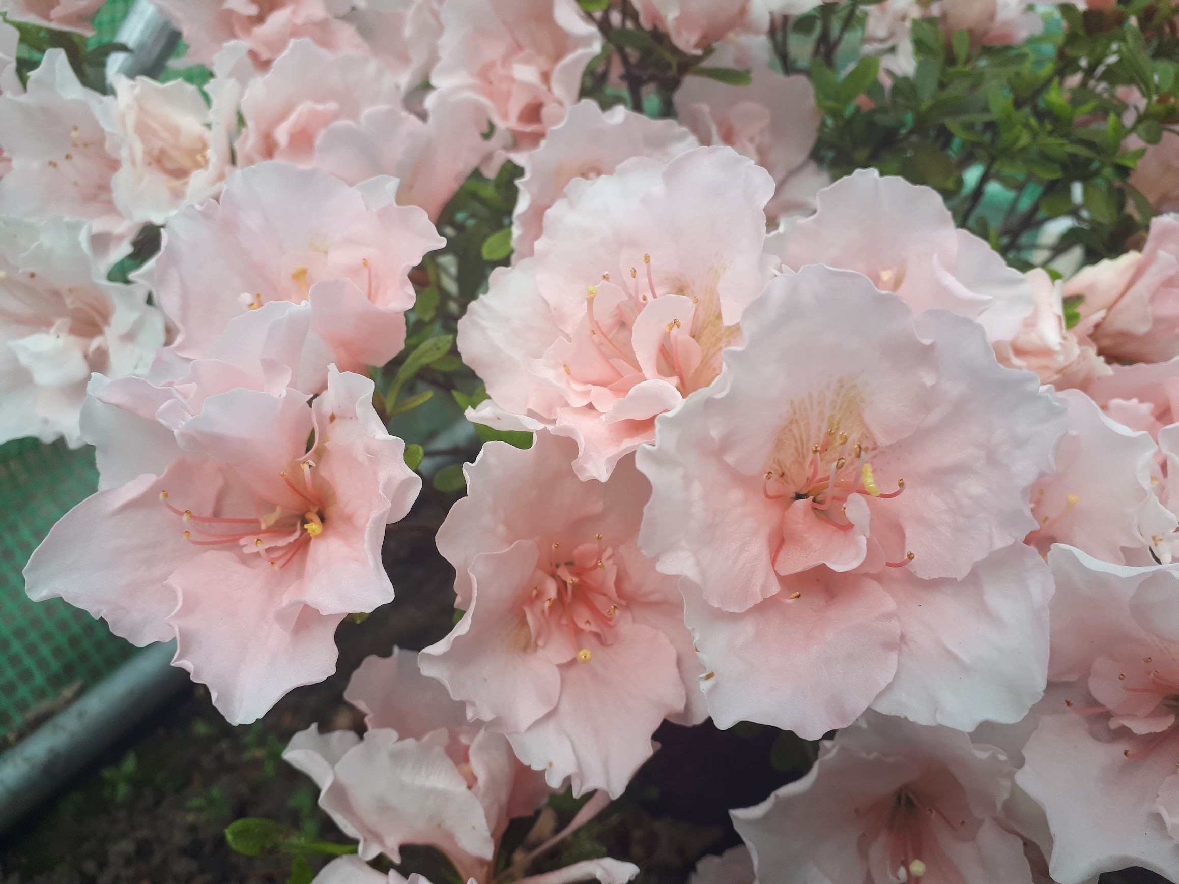 Toshi London Belgian indica azalea flowers