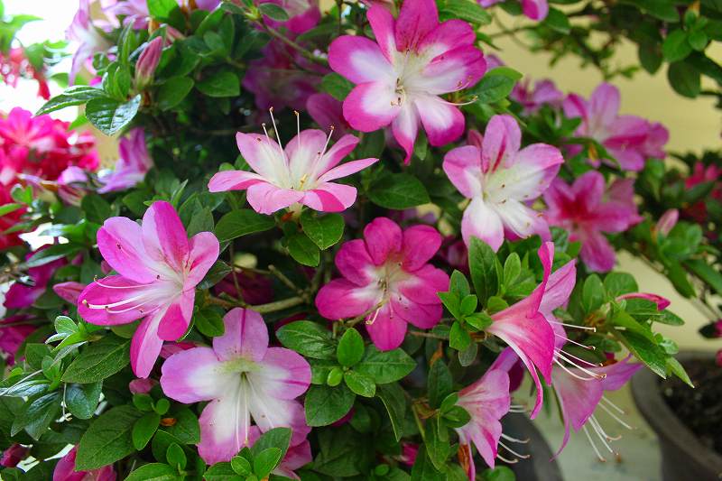 Shunen satsuki azalea flowers
