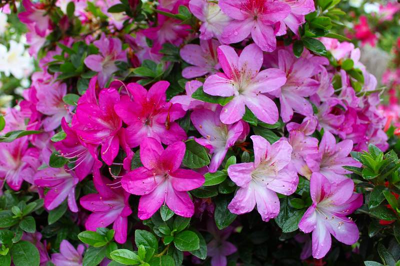 Shunen satsuki azalea flowers