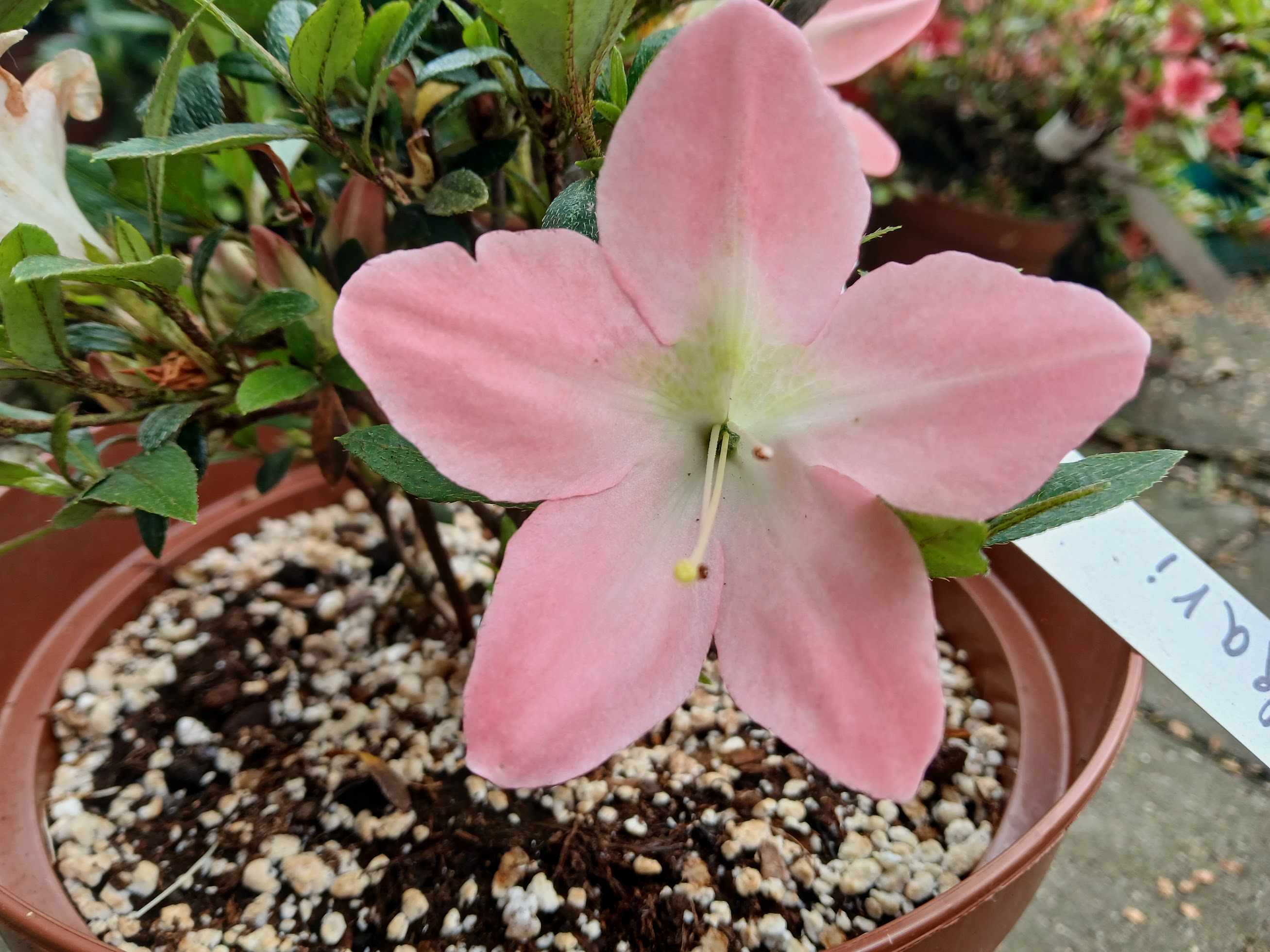 Akari satsuki azalea flowers