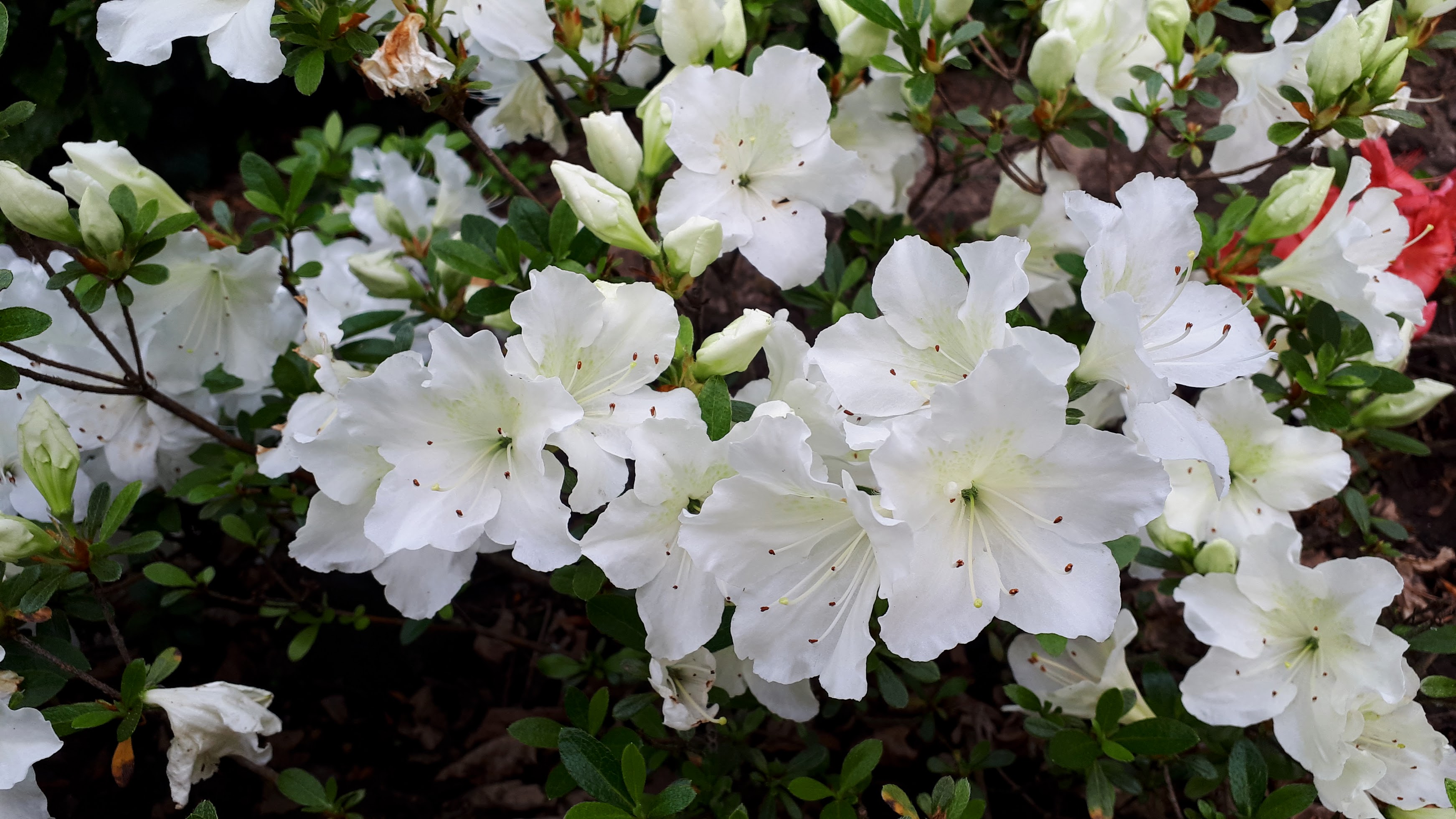 As15 Nijland azalea flowers