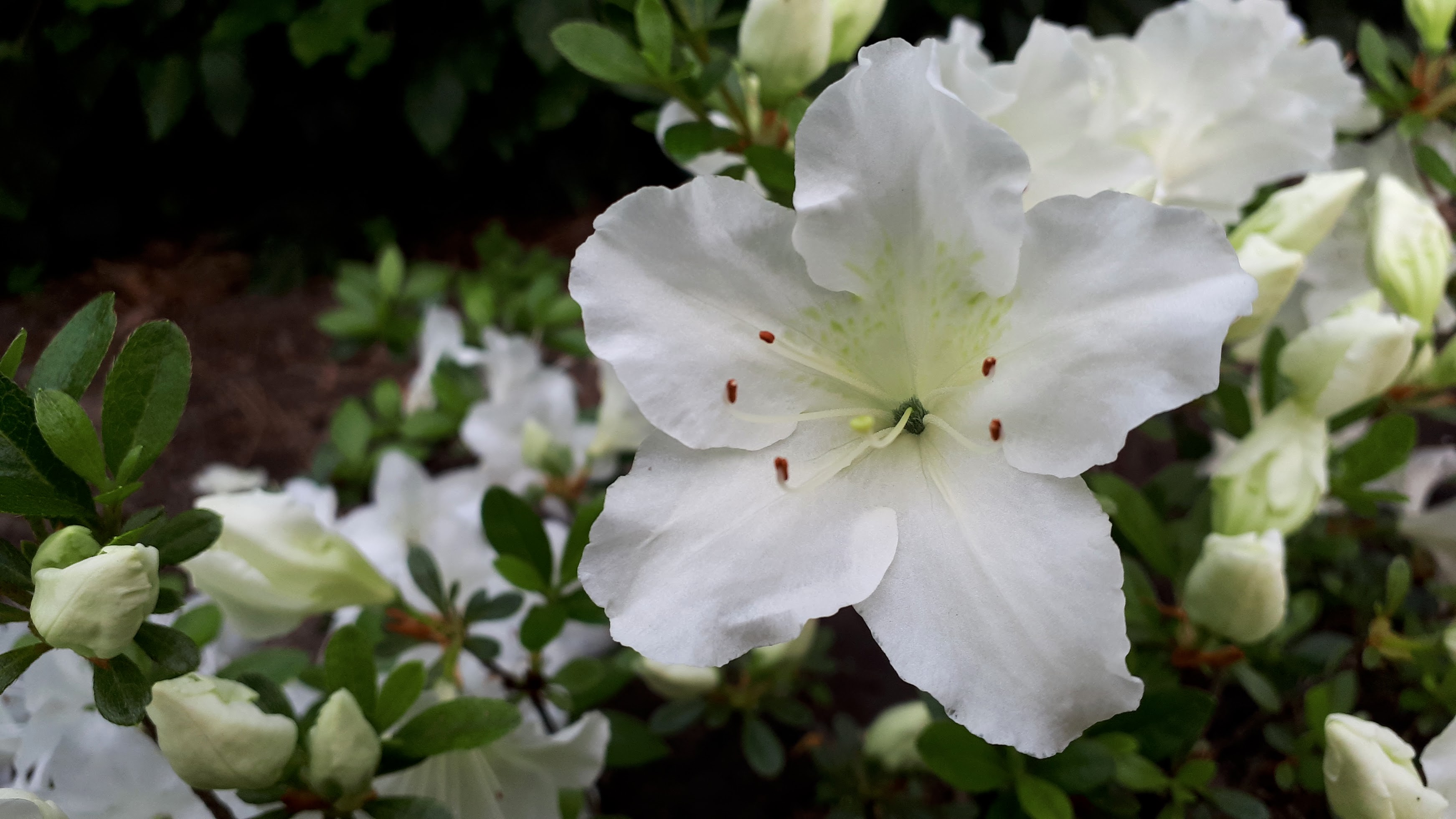 As15 Nijland azalea flowers