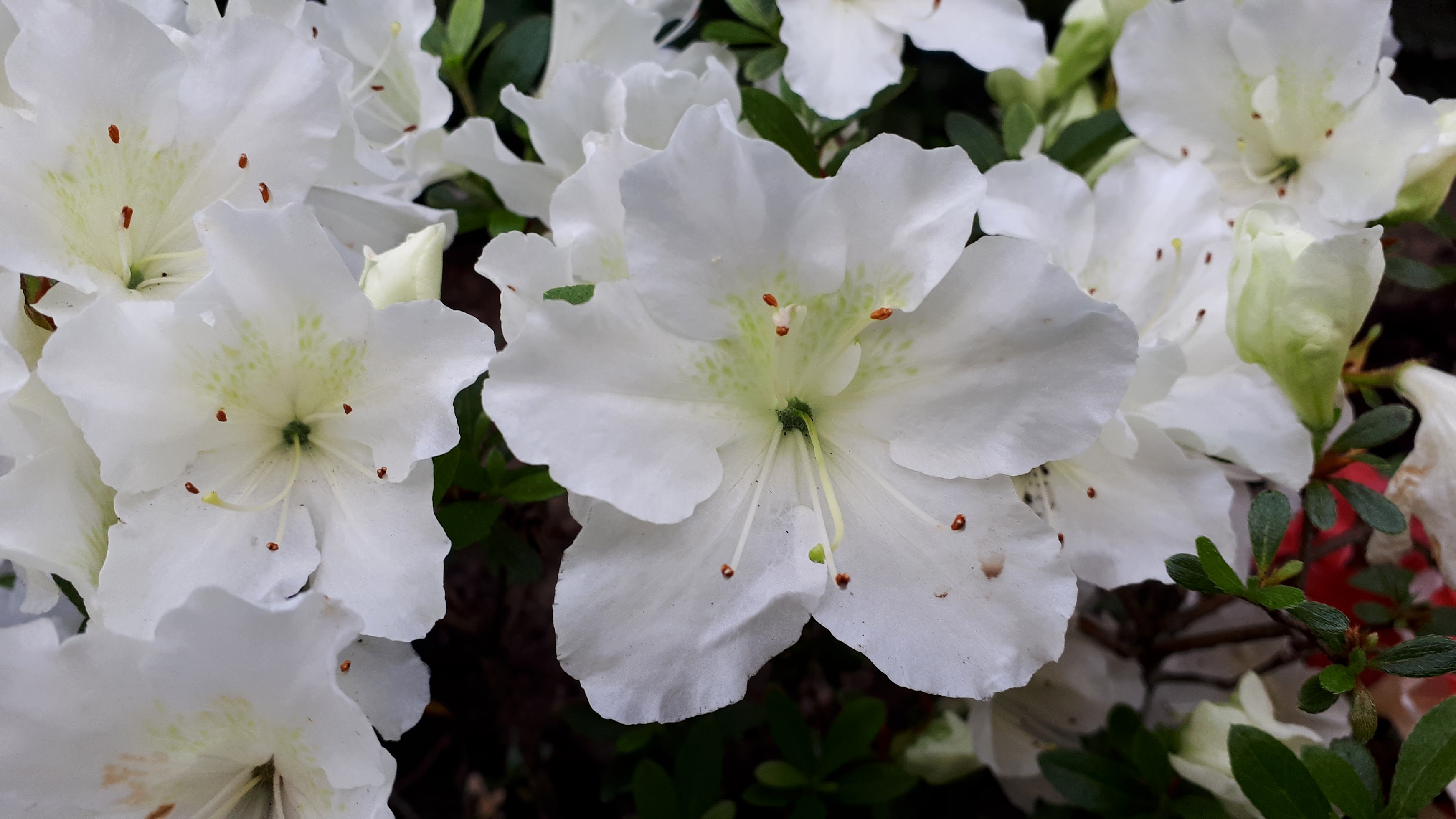 As15 Nijland azalea flowers