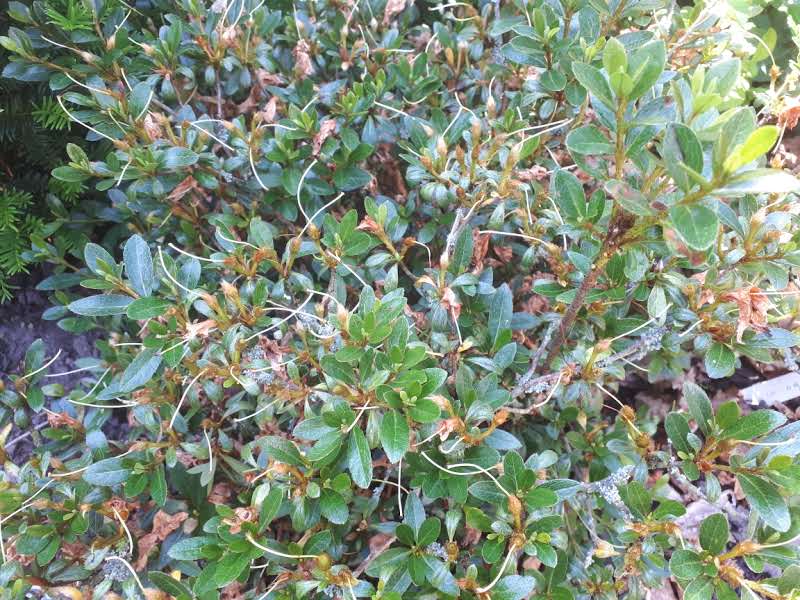 As15 Nijland azalea flowers