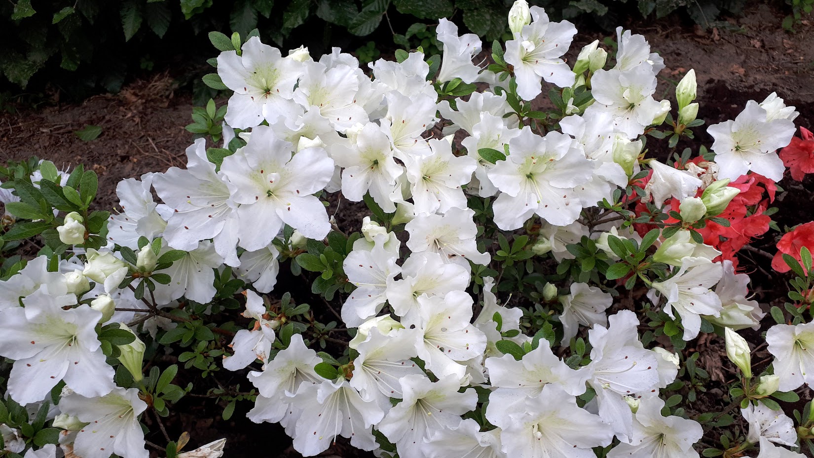 As15 Nijland azalea flowers