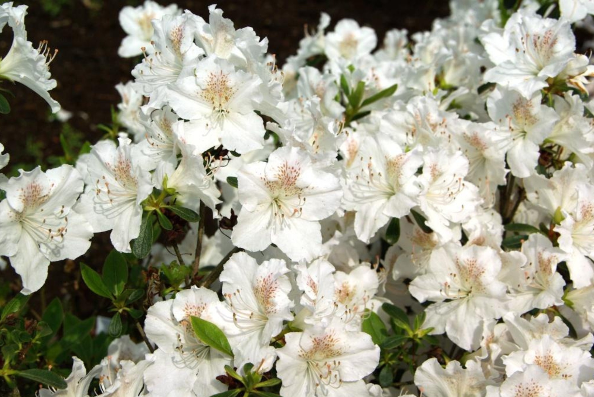 Hluboká Severa azalea flowers