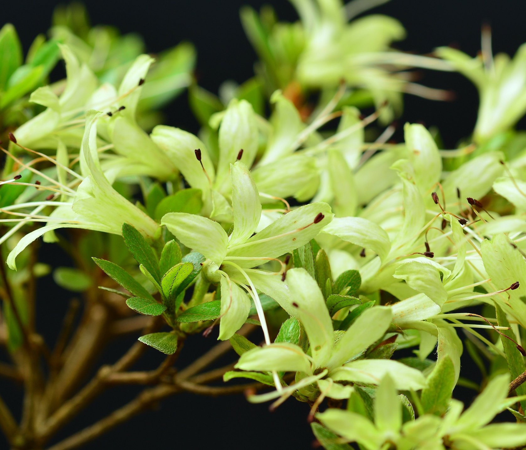 Senbazuru satsuki azalea flowers