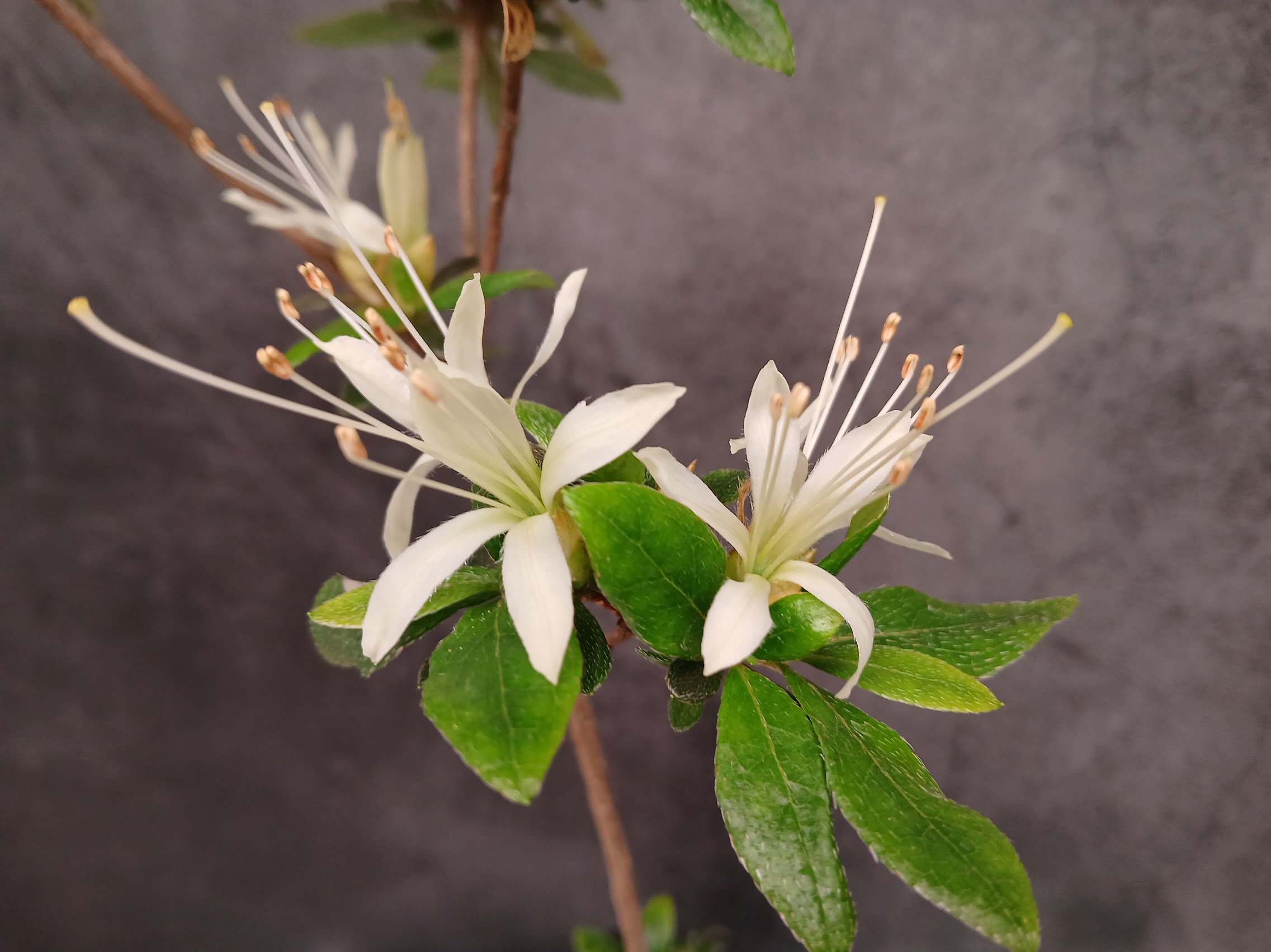 Senbazuru satsuki azalea flowers