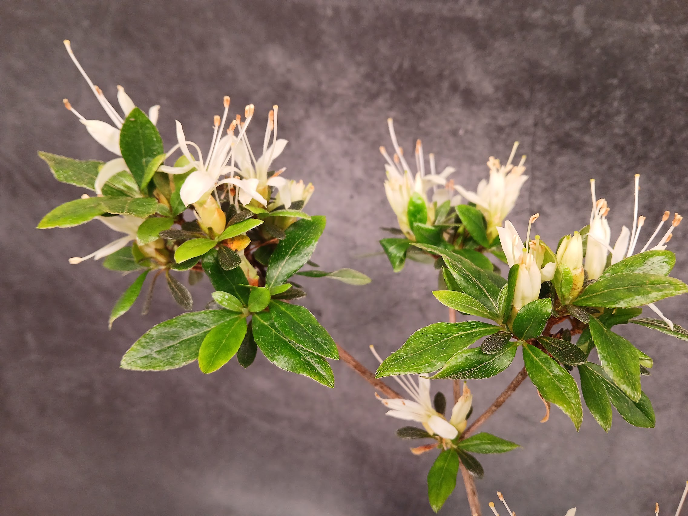 Senbazuru satsuki azalea flowers