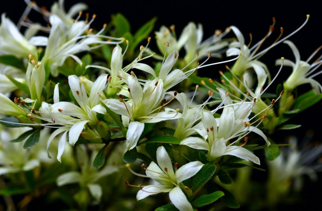 Senbazuru satsuki azalea flowers