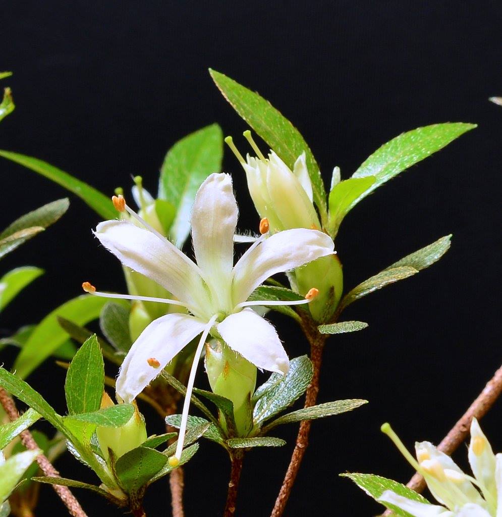 Senbazuru satsuki azalea flowers