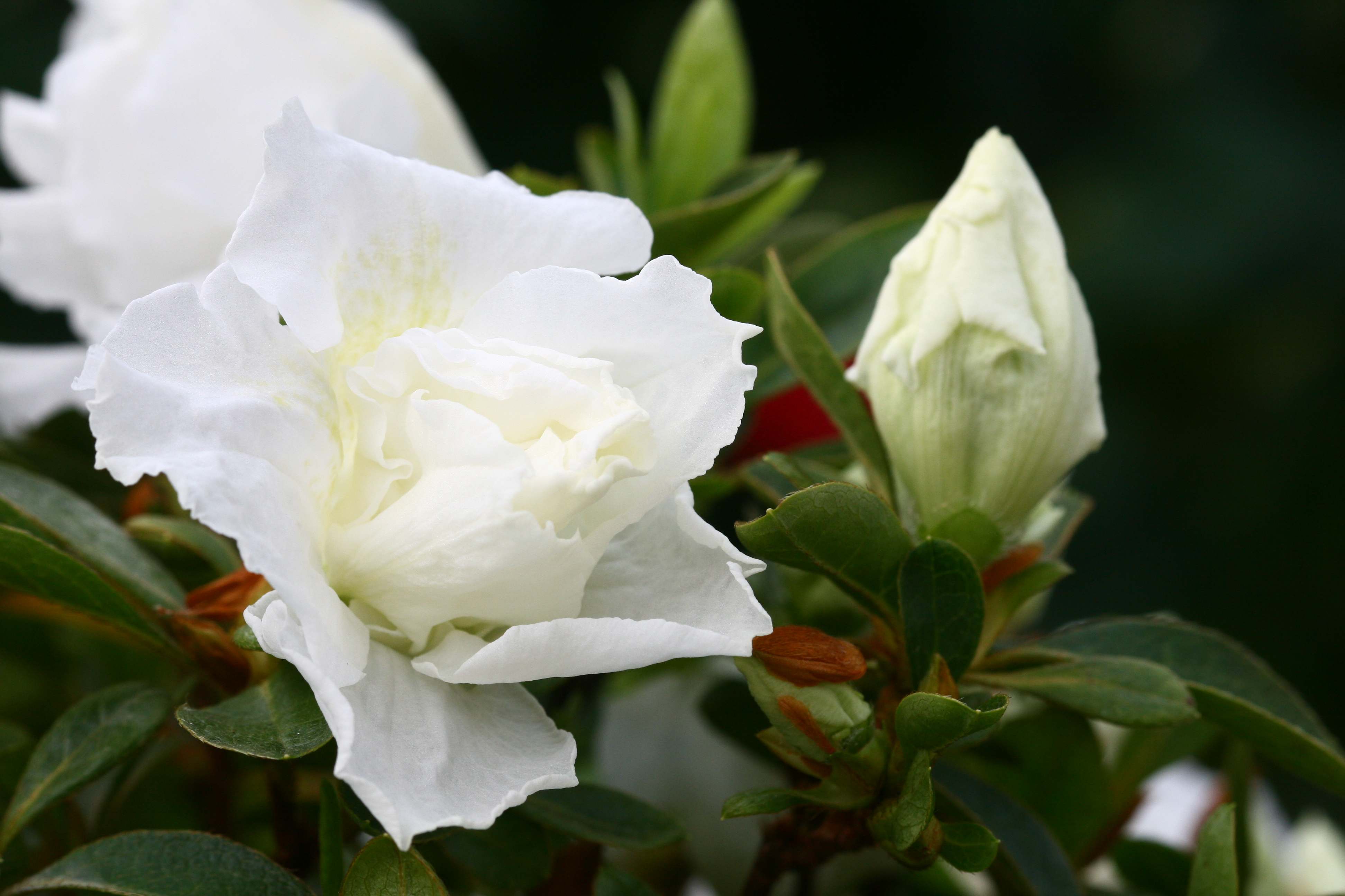 Niobe Belgian indica azalea flowers