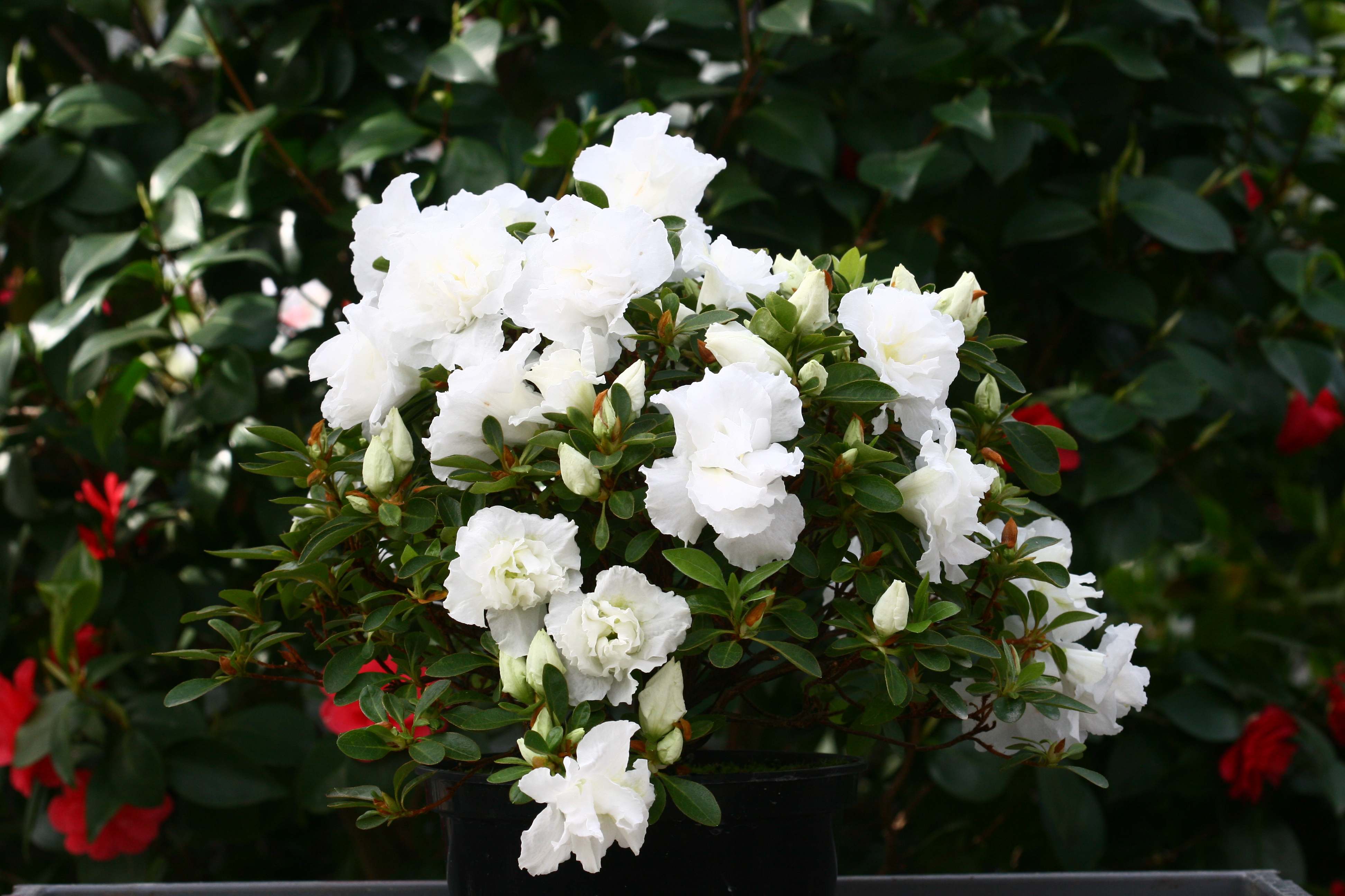 Niobe Belgian indica azalea flowers