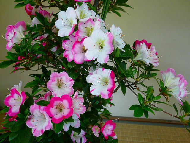 Yuko satsuki azalea flowers