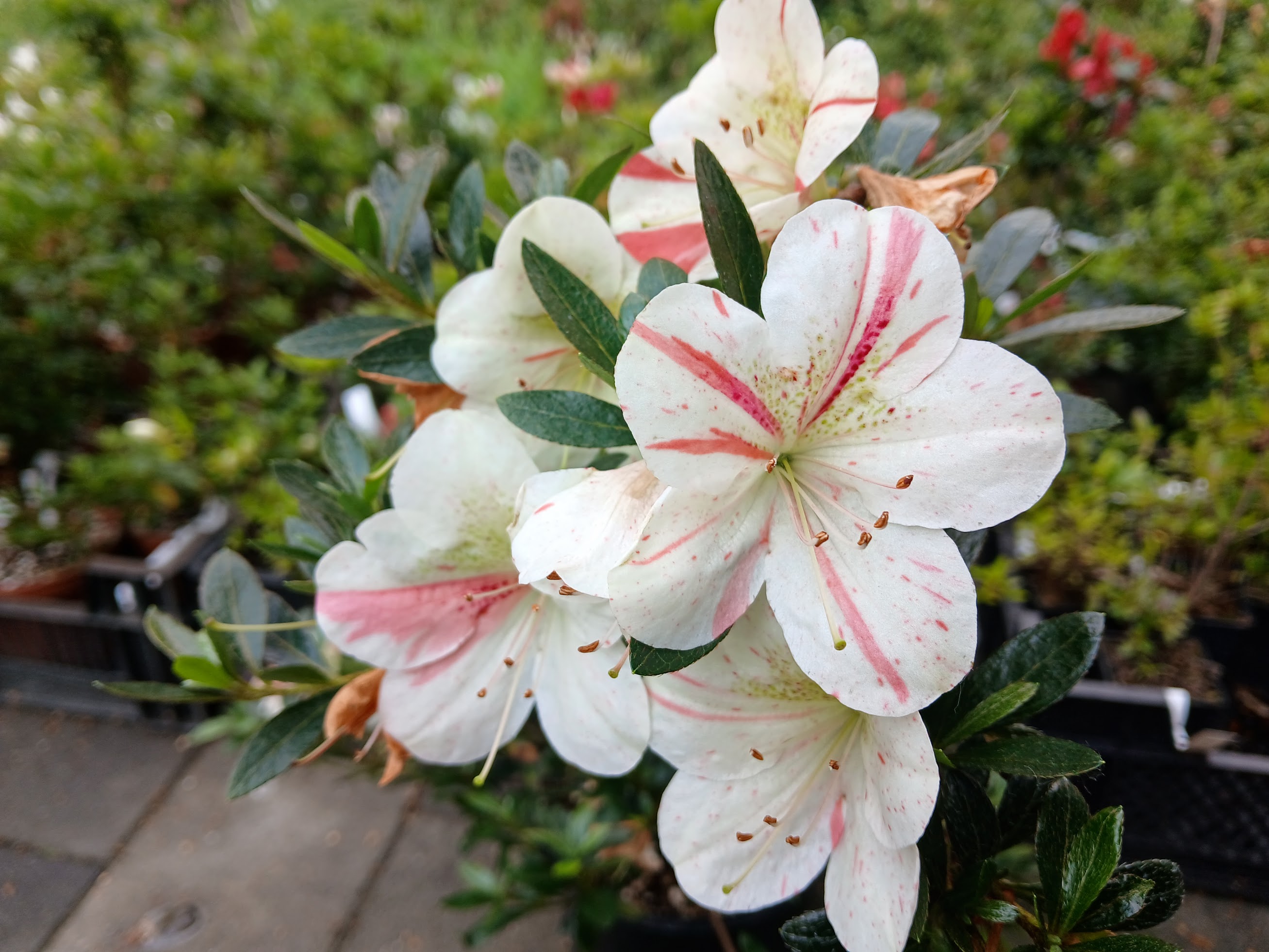 As4e1 Nijland azalea flowers