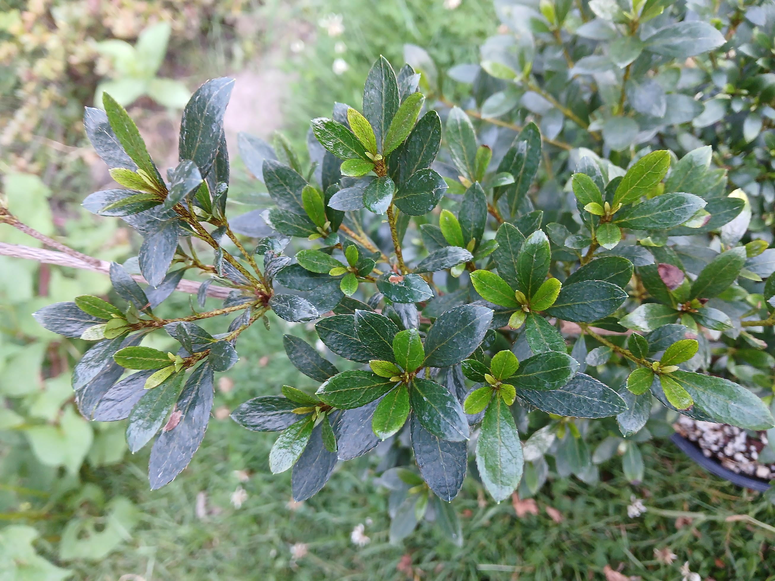 As4e1 Nijland azalea flowers