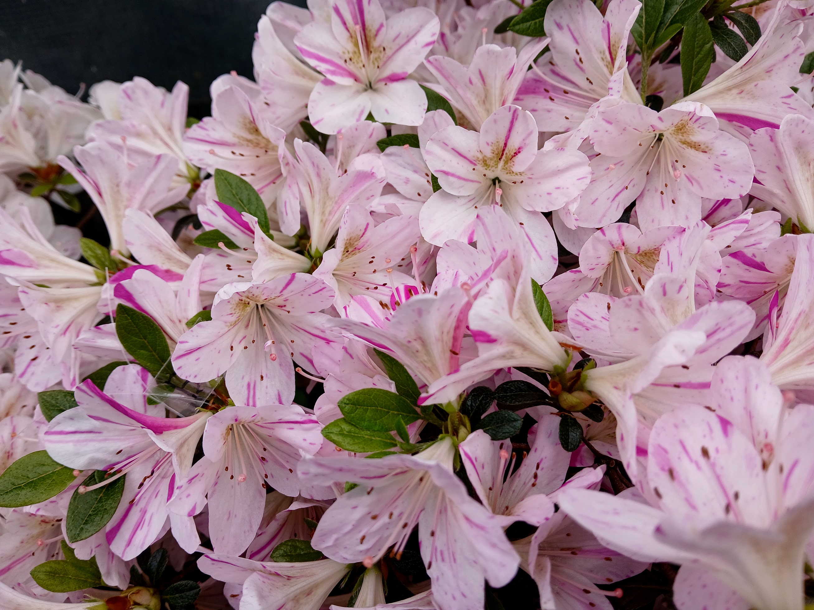 HnMl2 Nijland azalea flowers