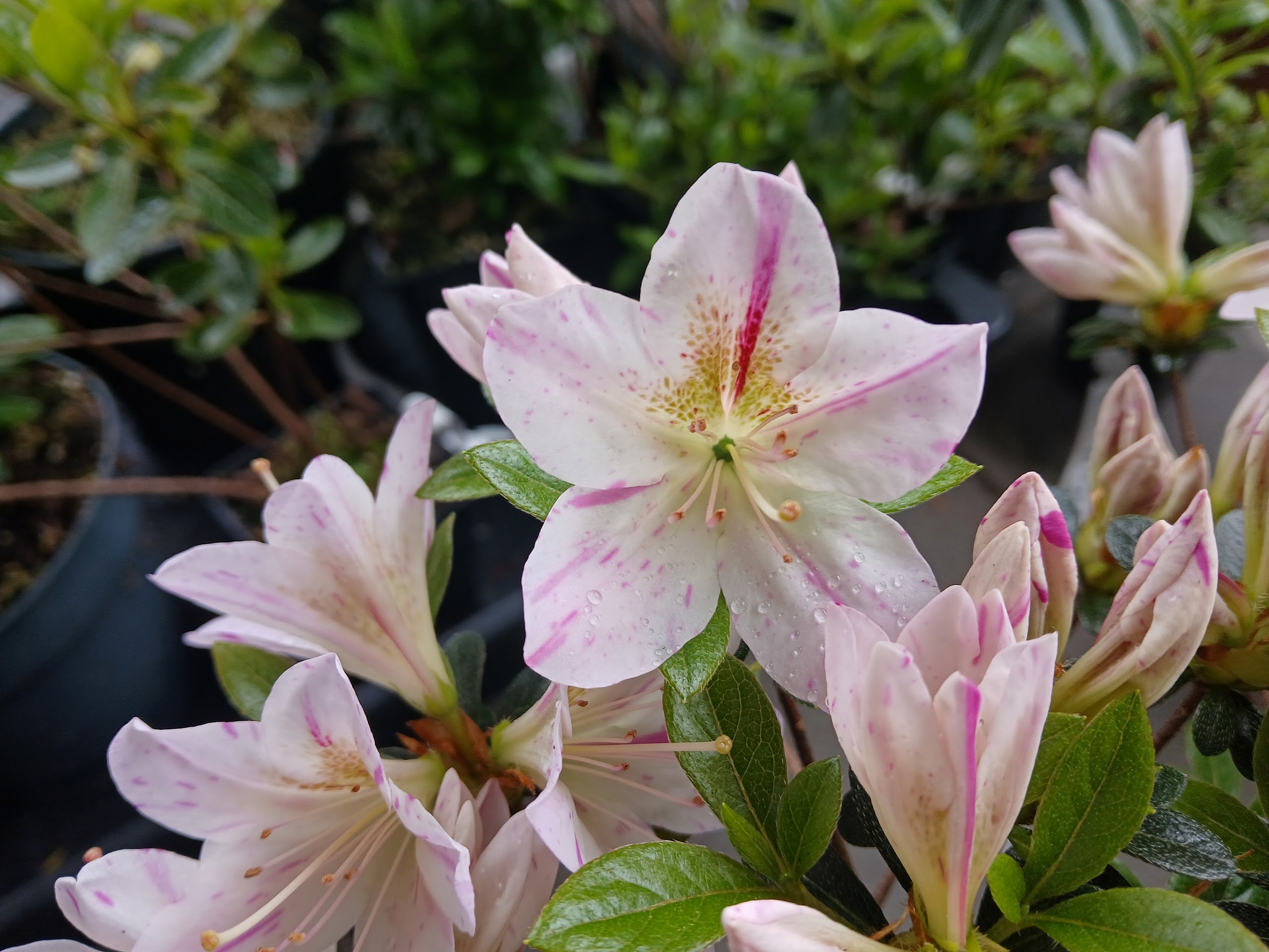 HnMl2 Nijland azalea flowers