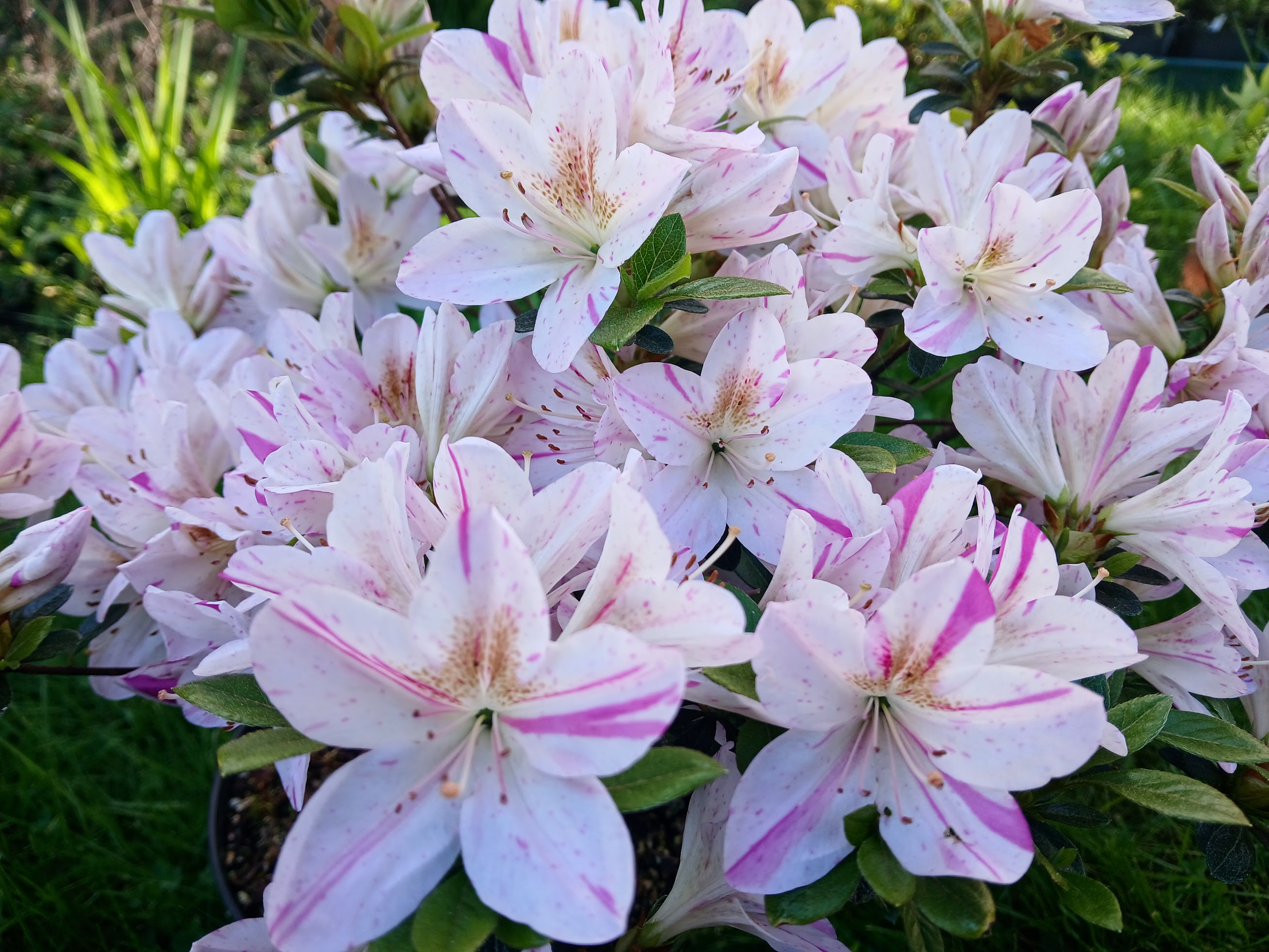 HnMl2 Nijland azalea flowers