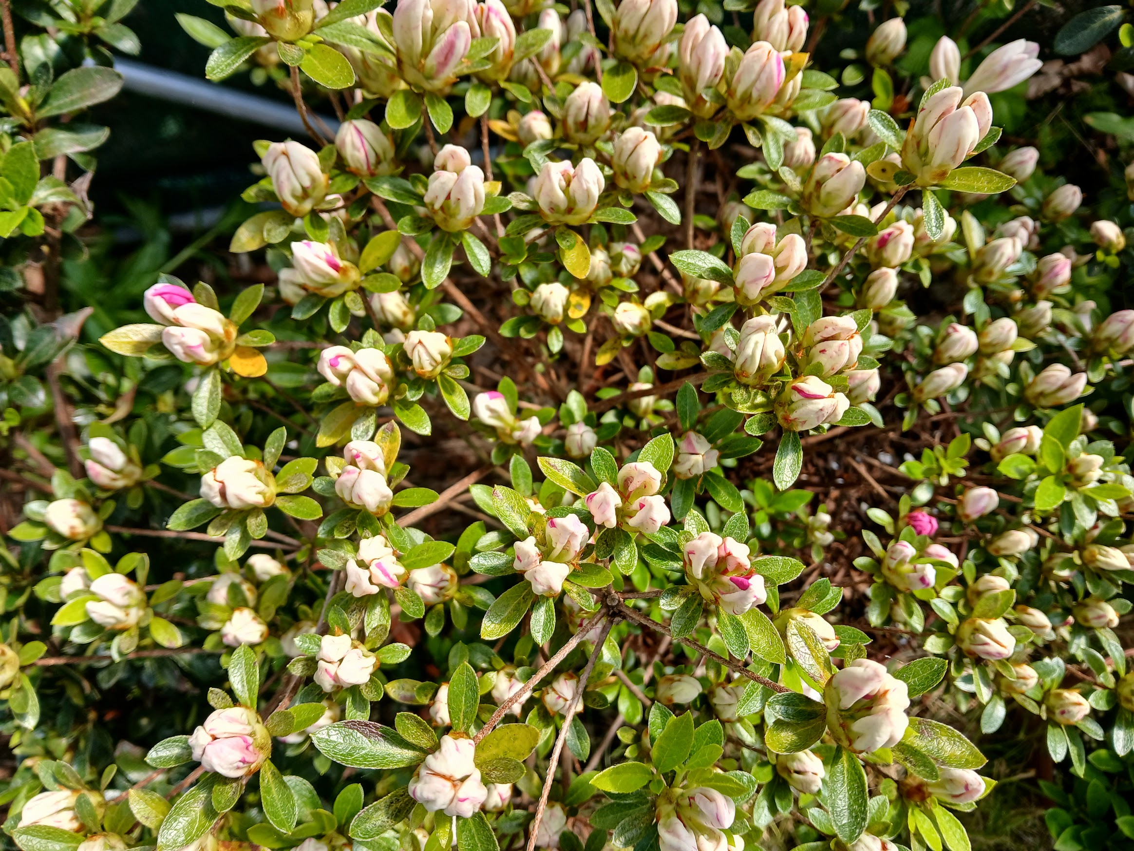 HnMl2 Nijland azalea flowers