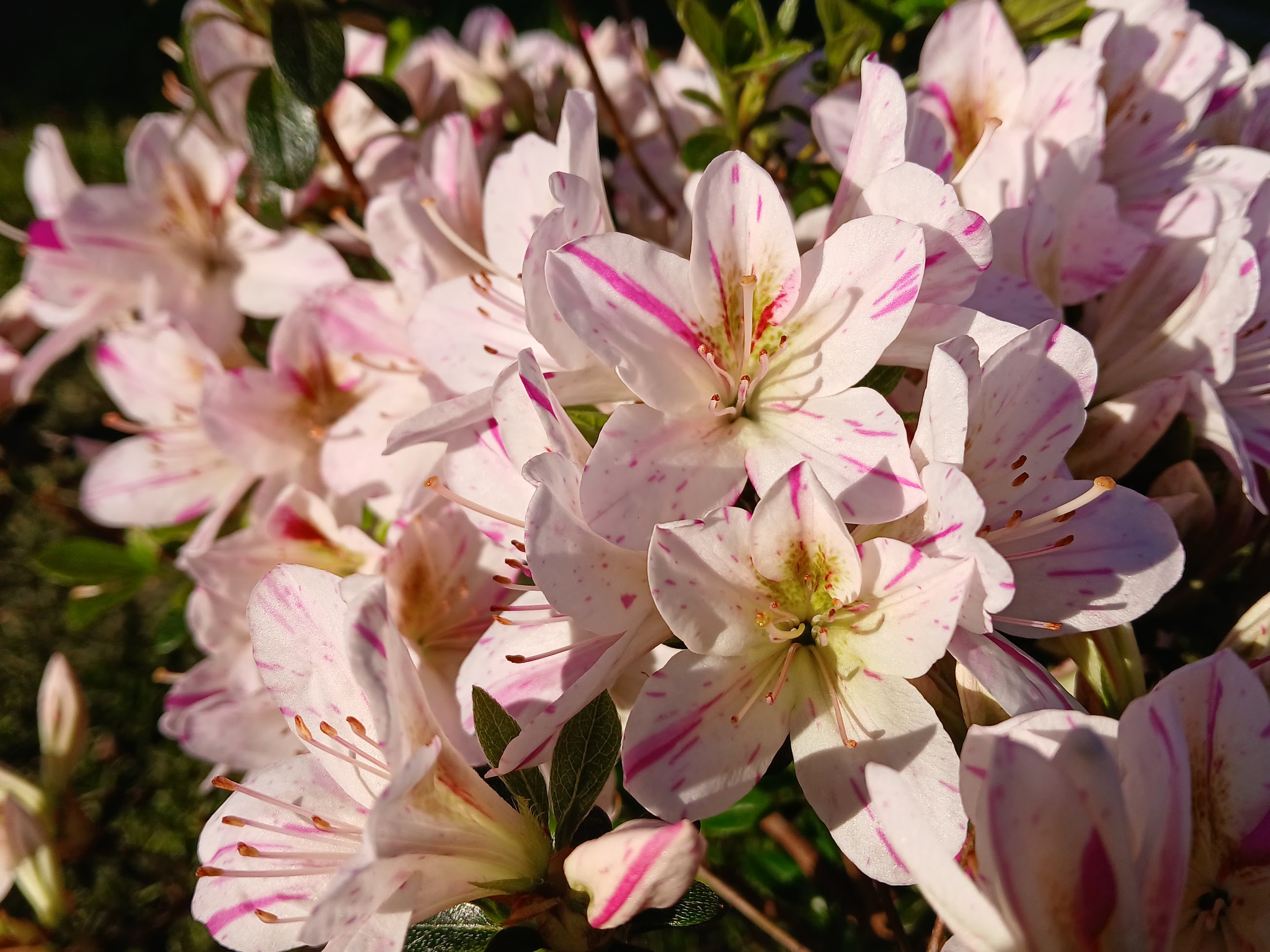 HnMl2 Nijland azalea flowers
