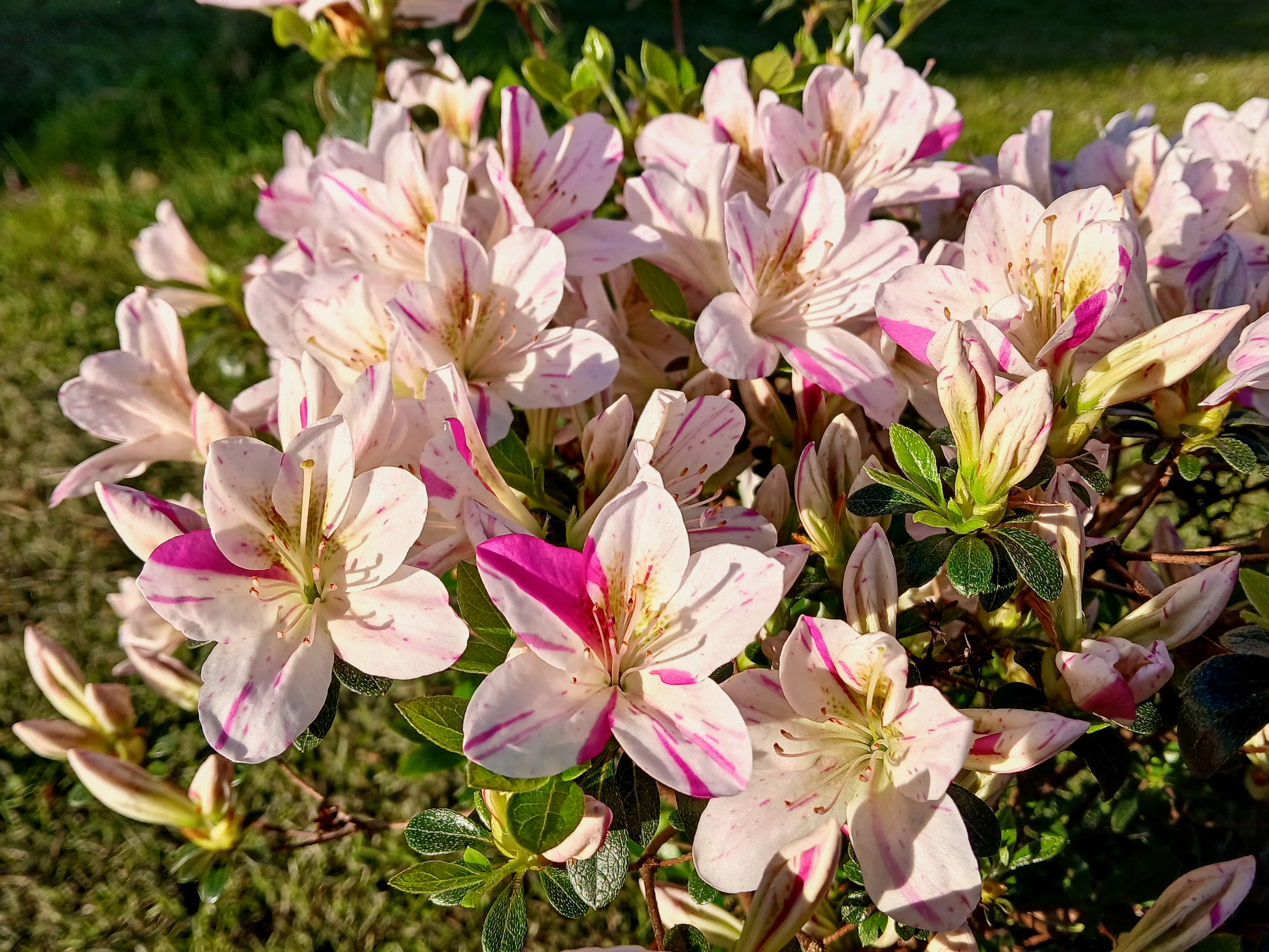HnMl2 Nijland azalea flowers