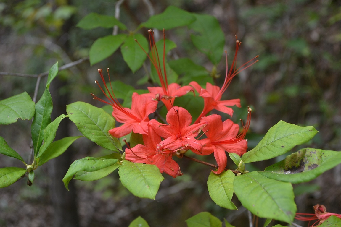 R. prunifolium species azalea flowers