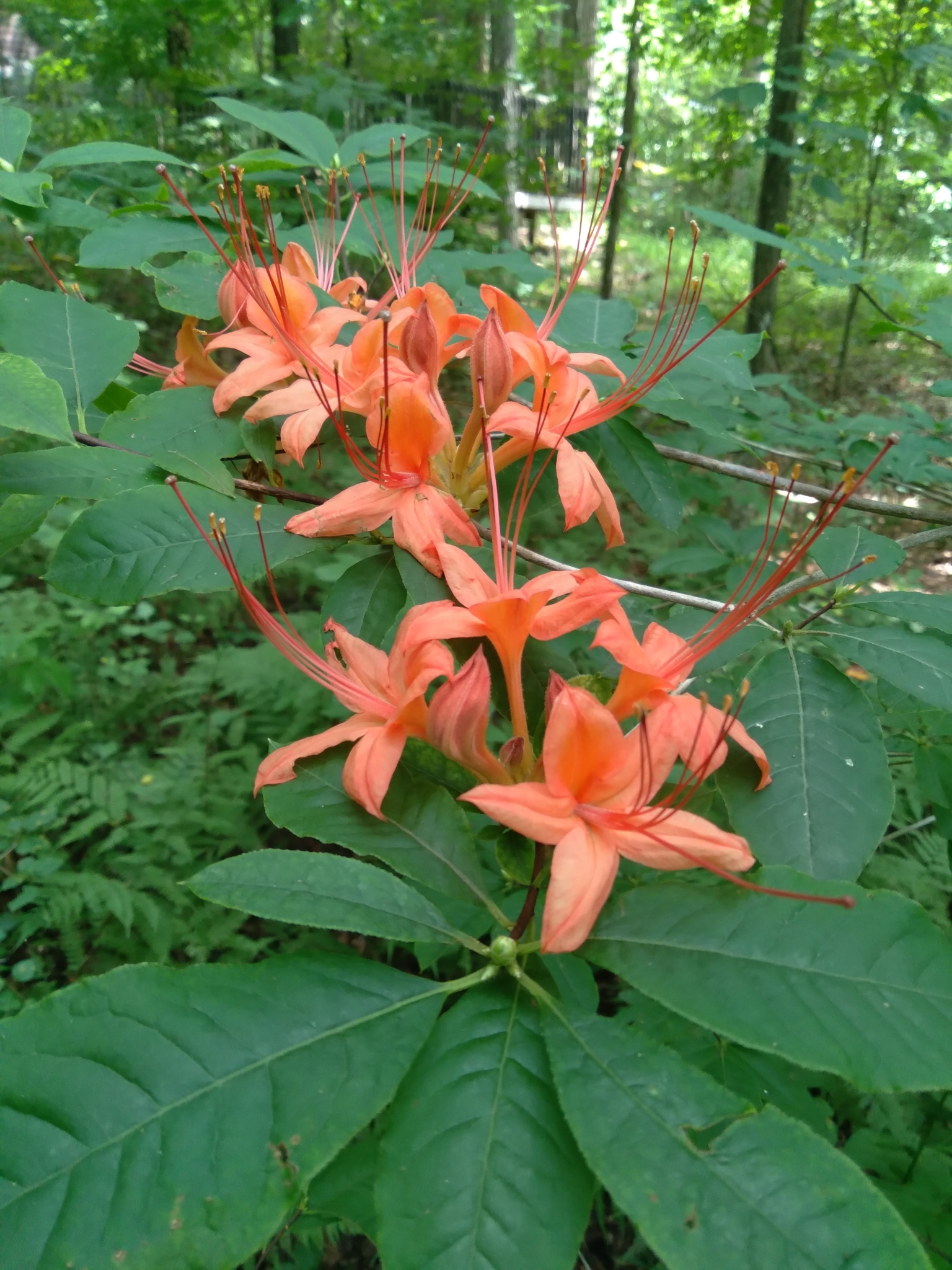 R. prunifolium species azalea flowers