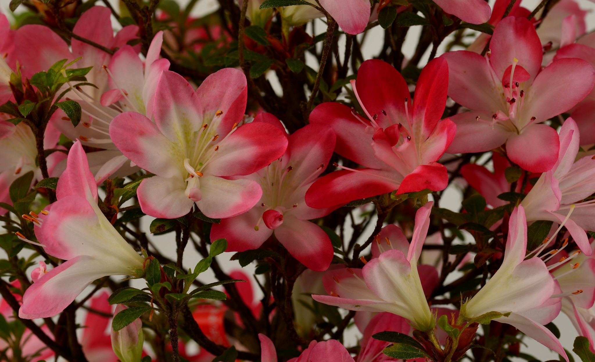 Ayazakura satsuki azalea flowers