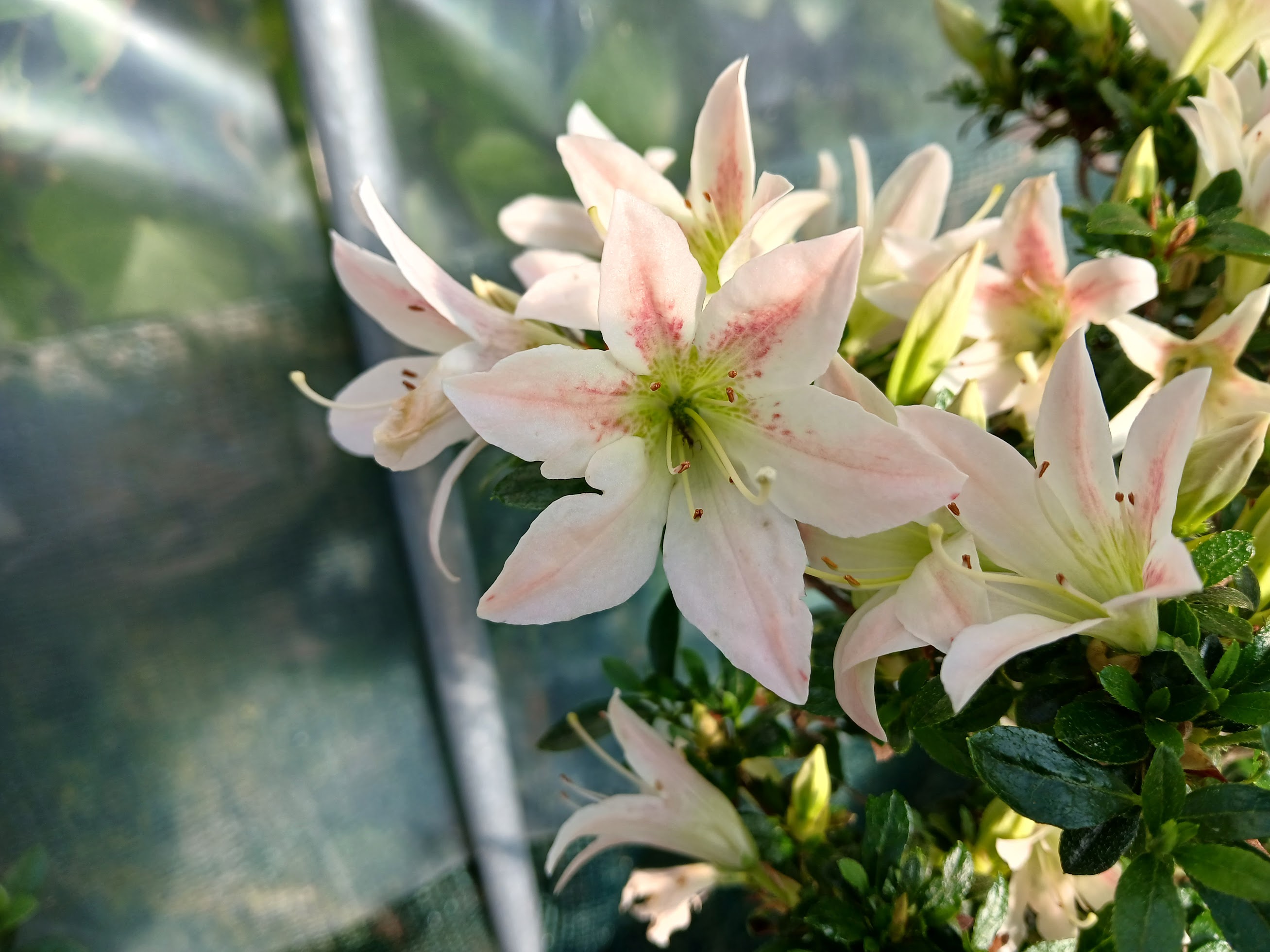 Sumika satsuki azalea flowers