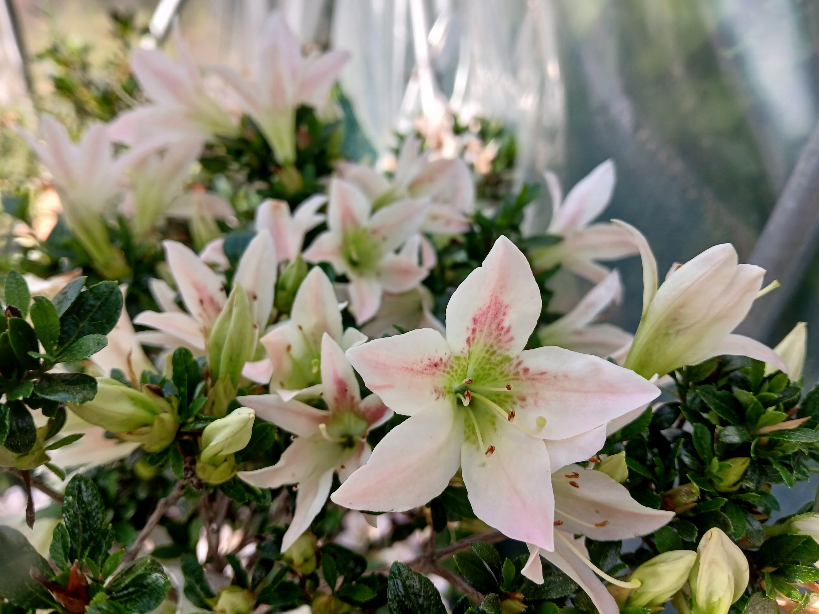 Sumika satsuki azalea flowers