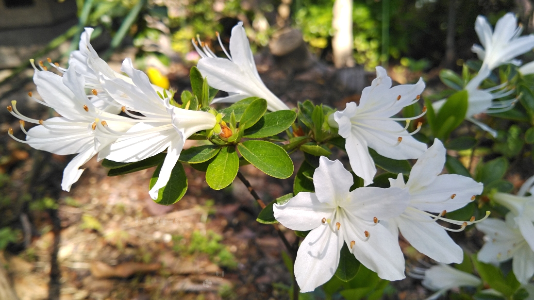 Hatsuyuki Kurume azalea flowers