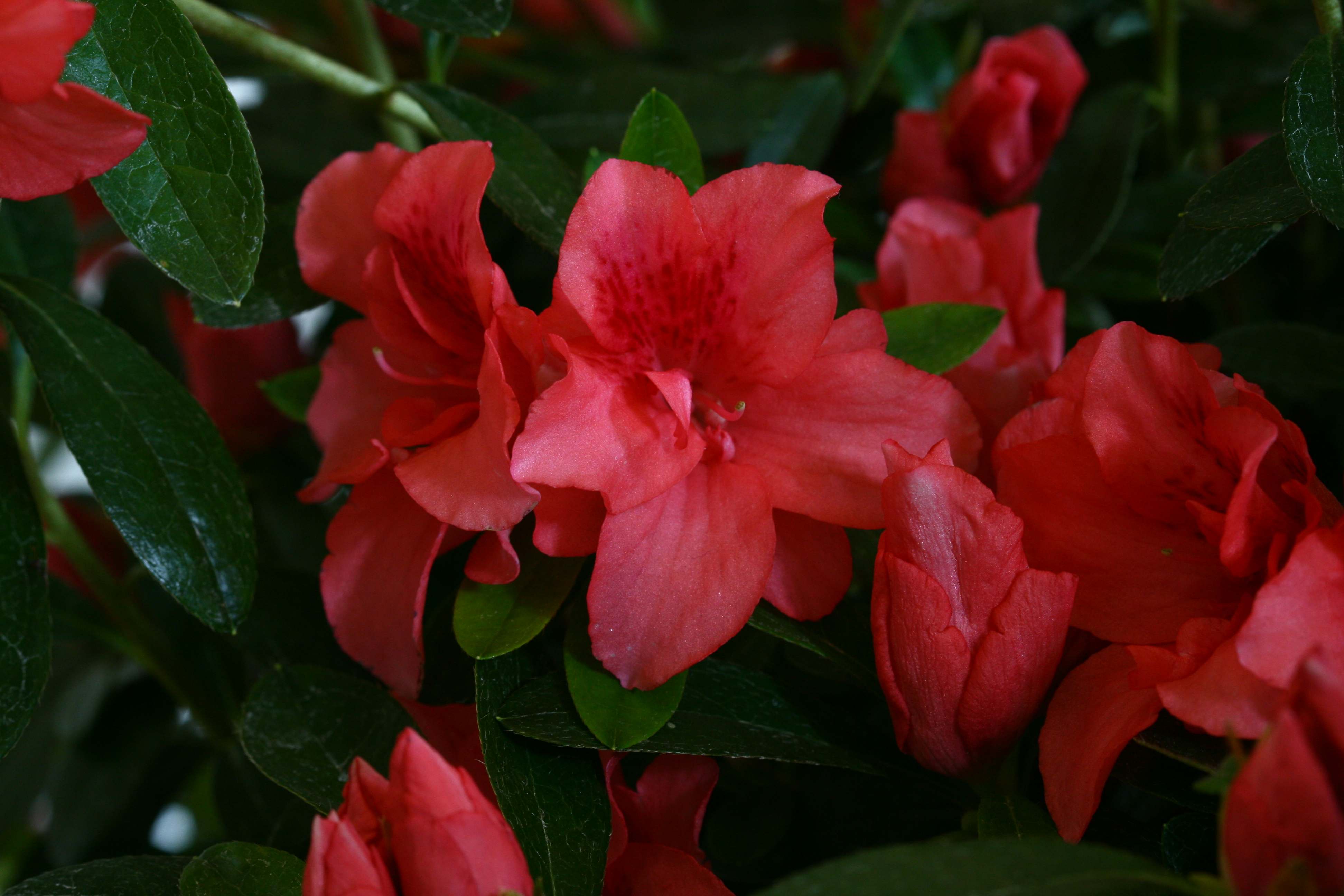Dorothy Gish Belgian indica azalea flowers