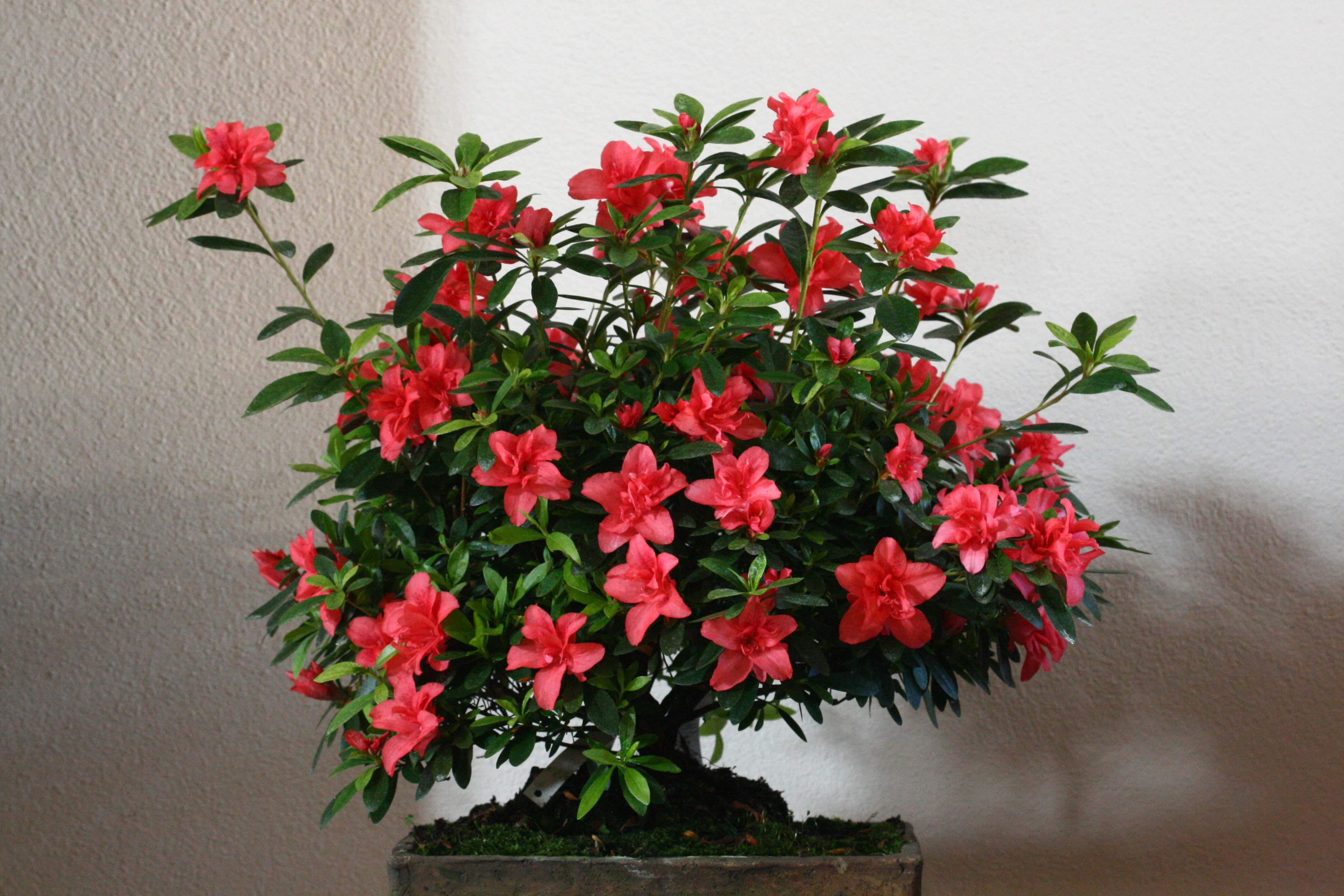 Dorothy Gish Belgian indica azalea flowers